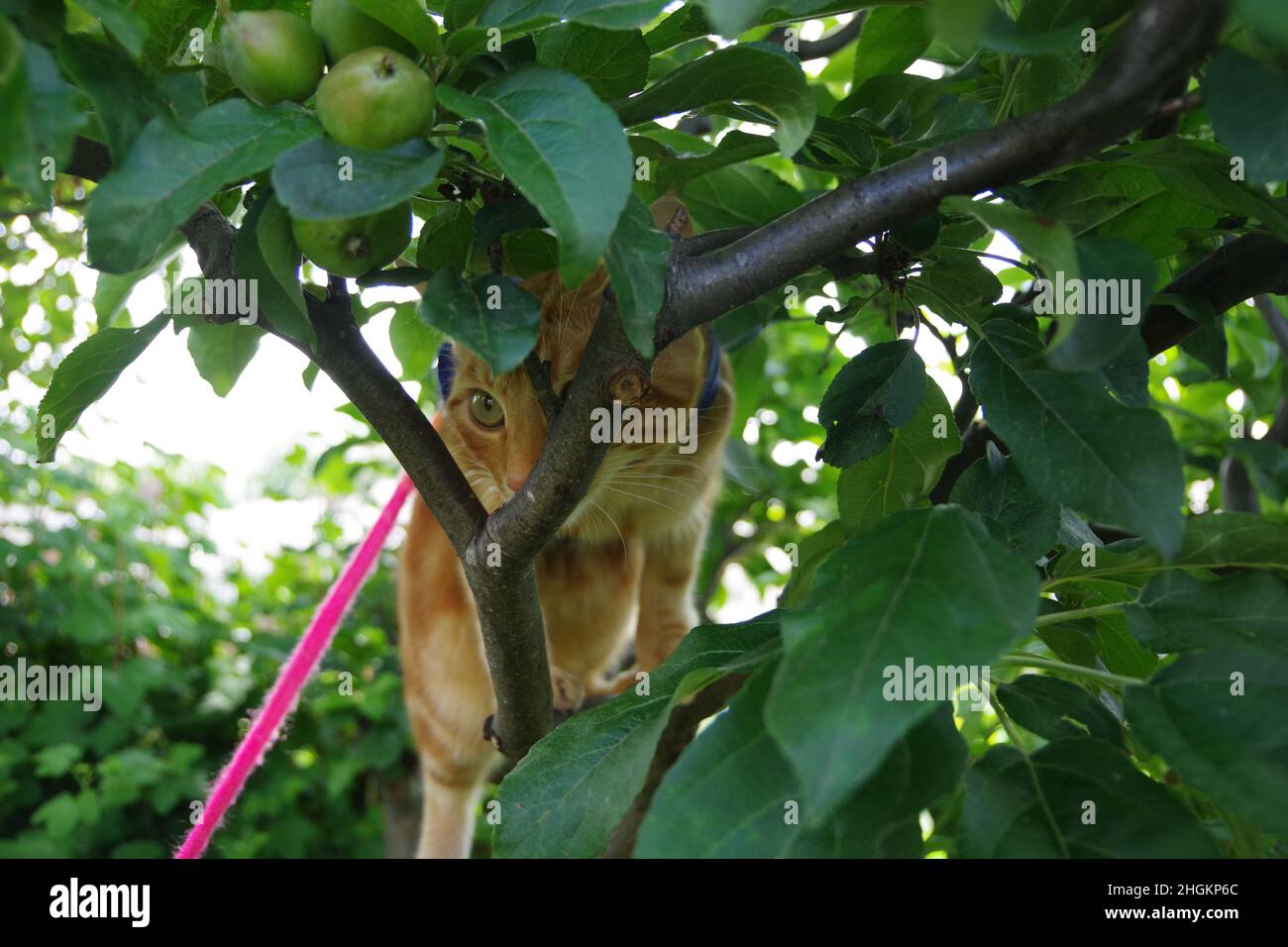 A cute ginger tabby cat exploring a tree and a plant Stock Photo - Alamy