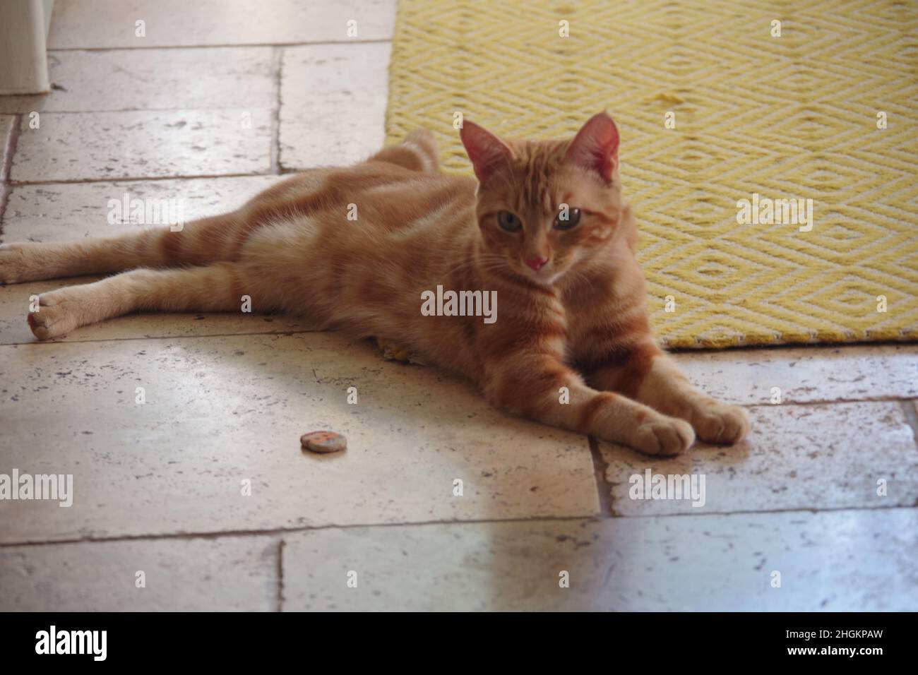 A cute ginger tabby cat exploring a tree and a plant Stock Photo - Alamy