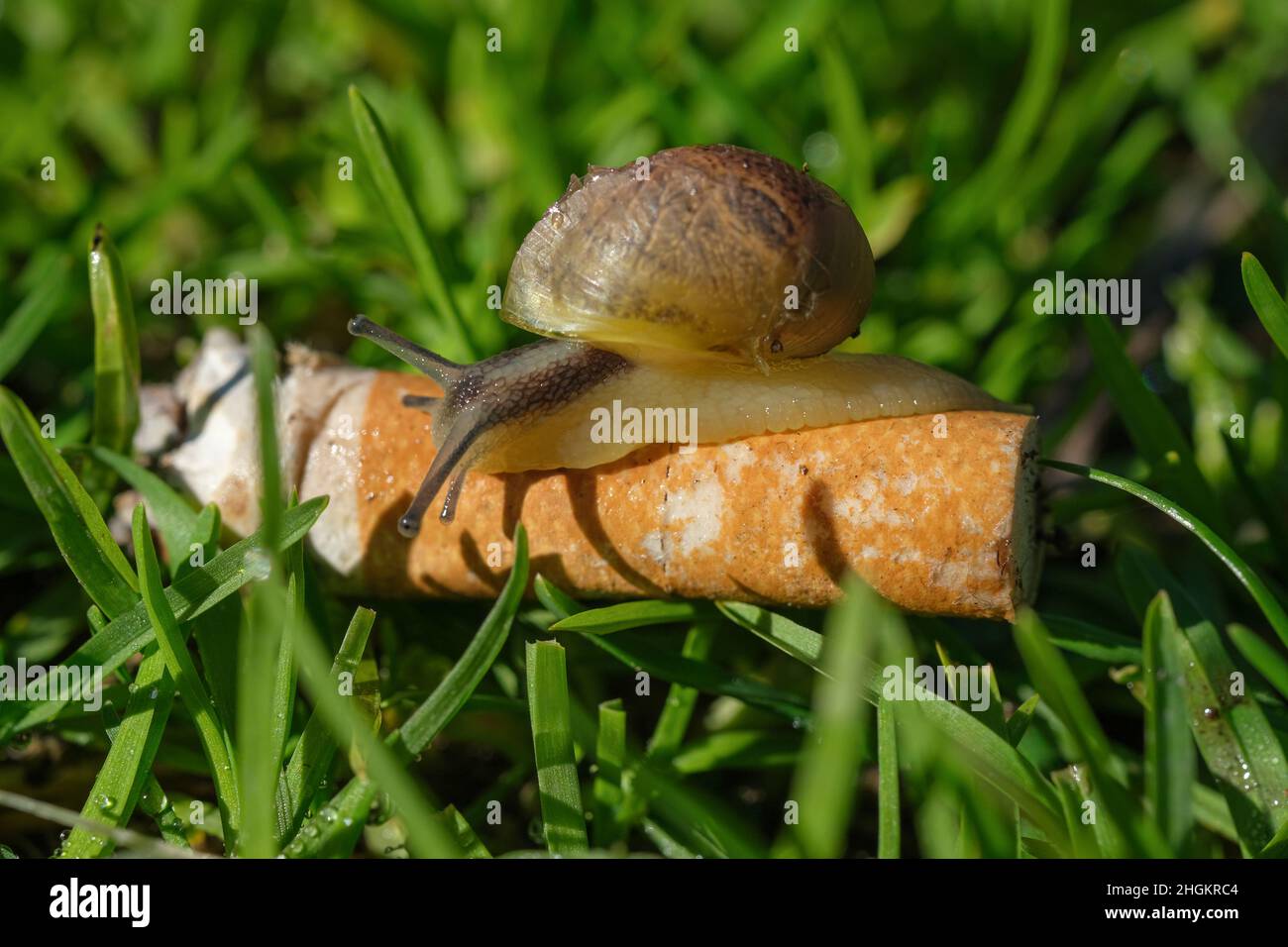 Wild snail crawling on discarded cigarette butt in polluted ecosystem,nature animals Stock Photo