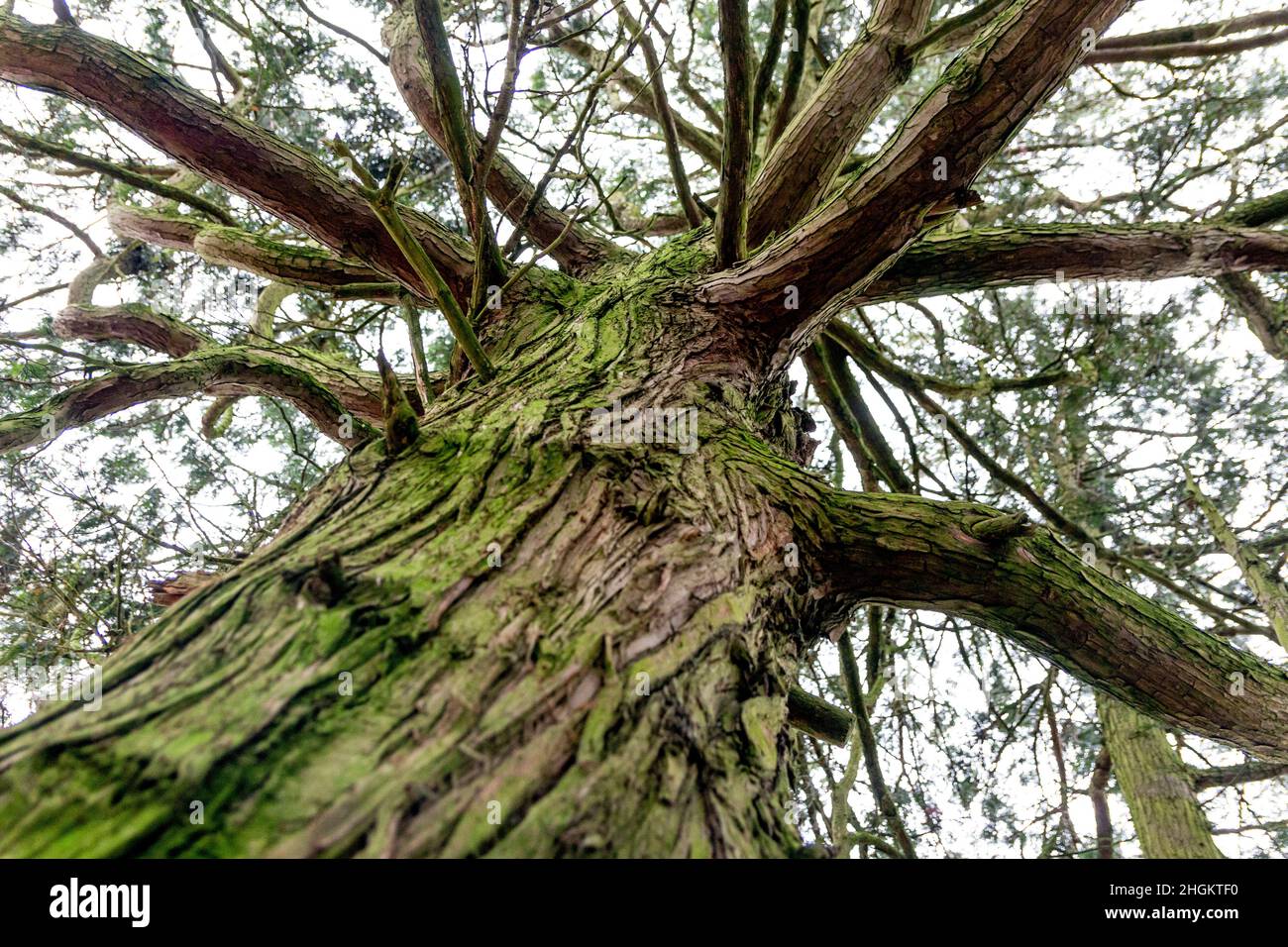 Looking up into a tree, with its rough patterned bark, and its many branches Stock Photo