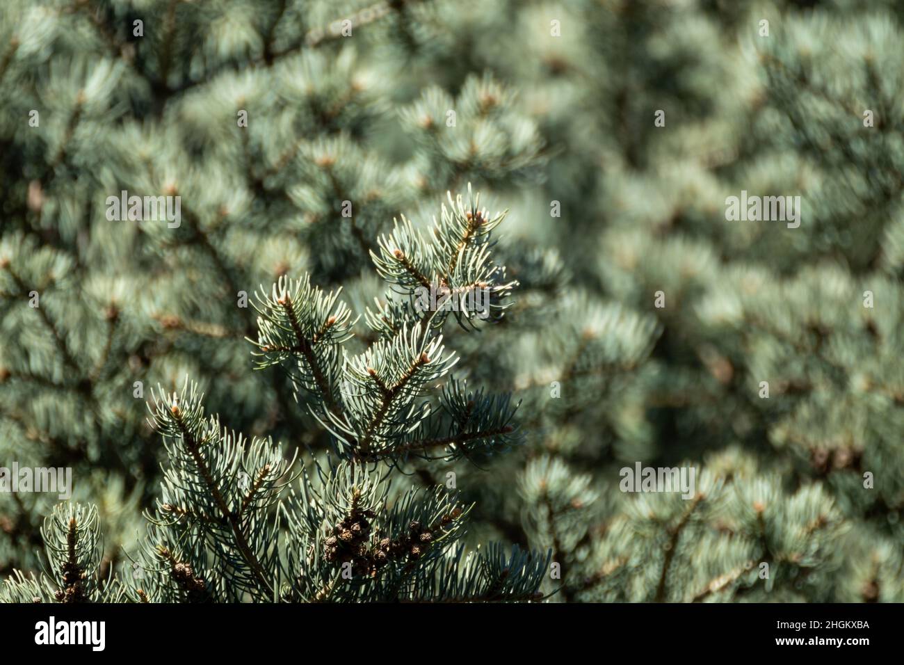 White Fir (Abies concolor) coniferous evergreen pine tree needles close-up on sunny blurry background. Natural spring branches close view Stock Photo