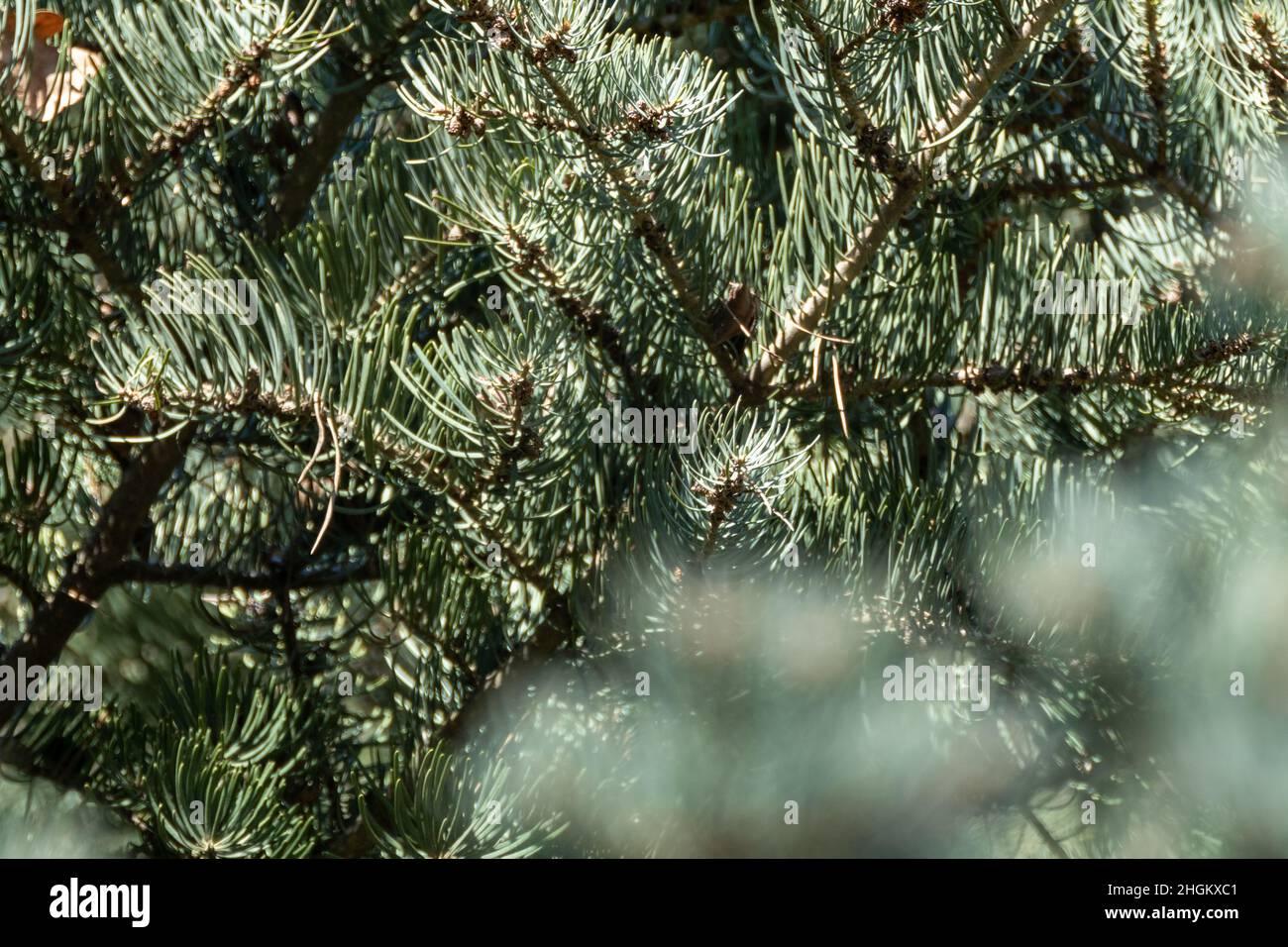 White Fir (Abies concolor) coniferous green pine tree needles close-up with sunny blurry foreground. Natural spring evergreen branches close view Stock Photo
