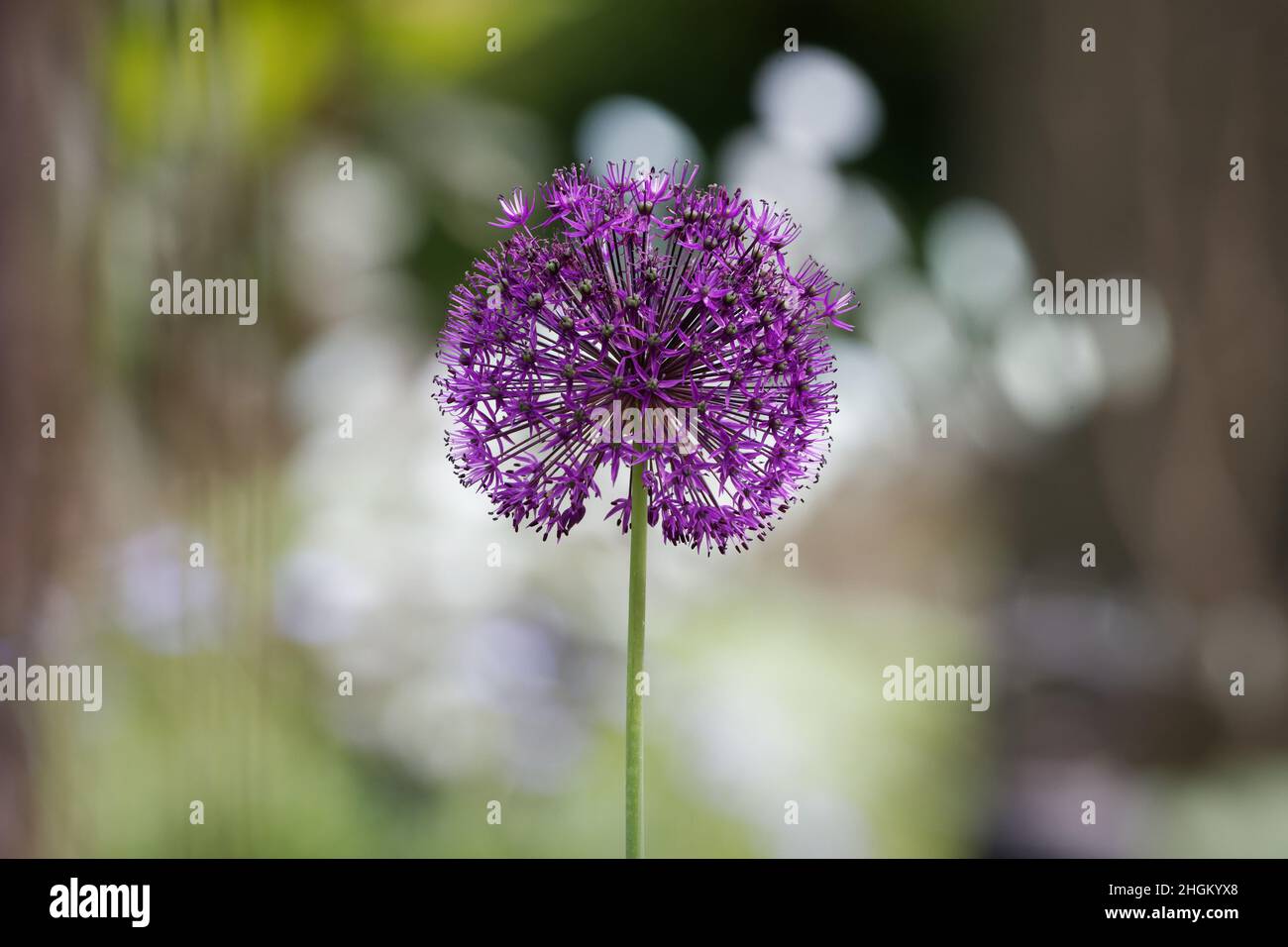 Allium nigrum, Inflorescence of a purple black garlic Stock Photo