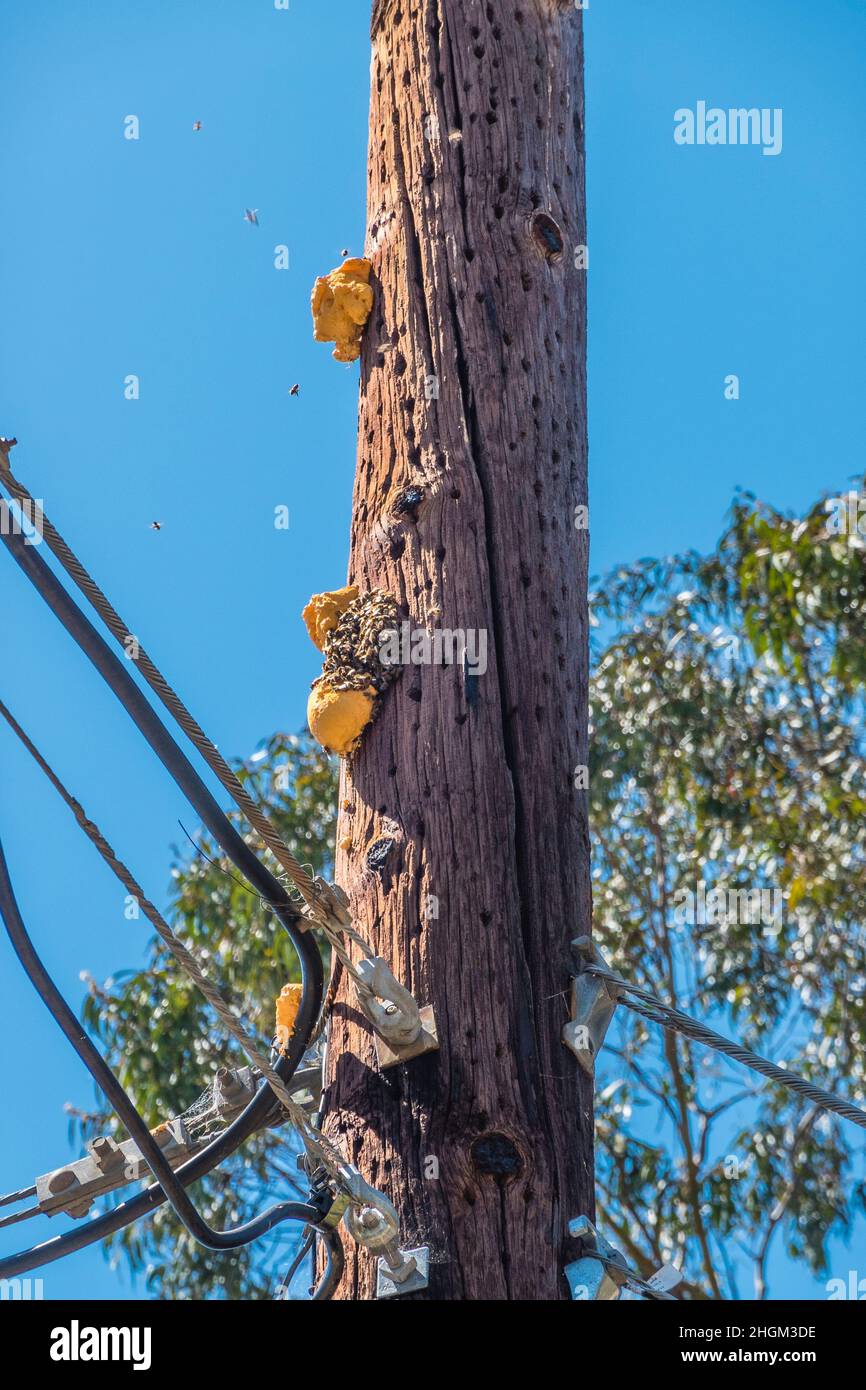 Bee nest hanging exposed on a telephone pole Stock Photo