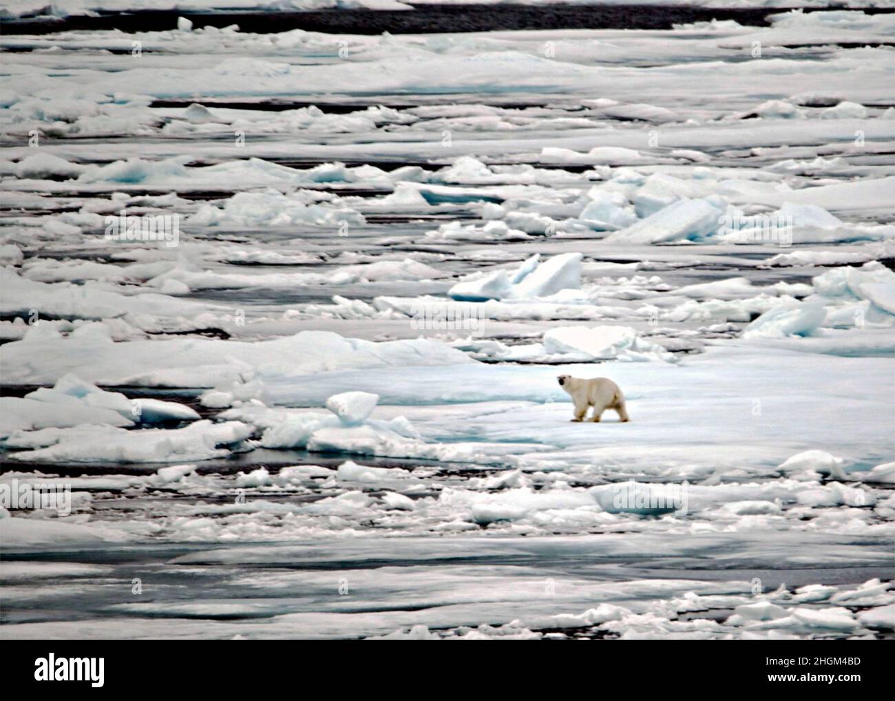 Beaufort Sea, Canada. 02 September, 2021. A polar bear walks on Arctic sea ice as the U.S. Coast Guard Cutter Healy transits the Northwest Passage September 2, 2021 in the Beaufort Sea, Canada. Credit: CPO Matt Masaschi/US Coast Guard Photo/Alamy Live News Stock Photo