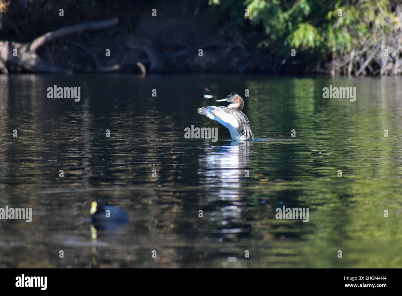 great grebe (Podiceps major), the largest type of grebe in the world, seen at lago de las regatas in Buenos Aires Stock Photo