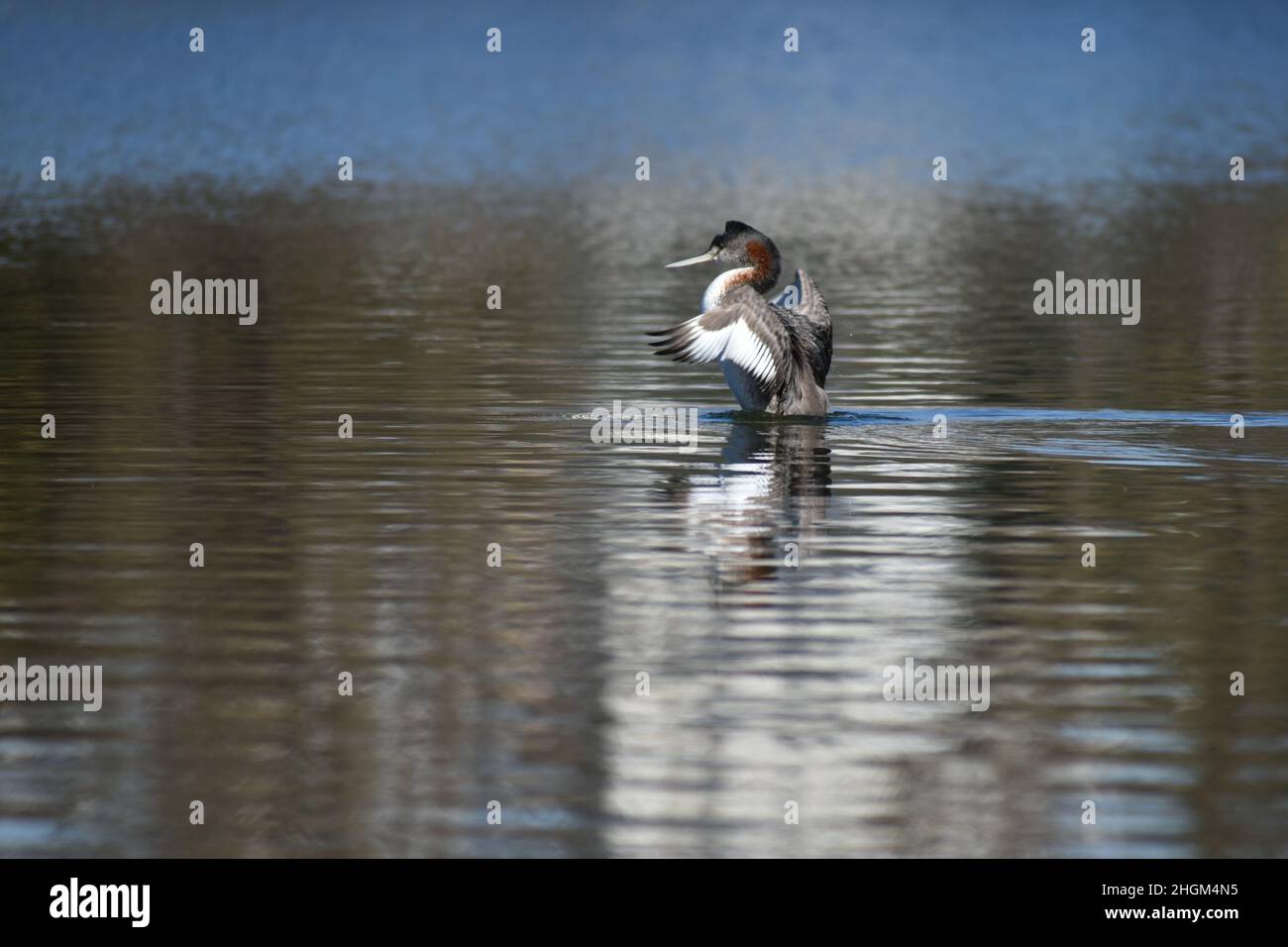 great grebe (Podiceps major), the largest type of grebe in the world, seen at lago de las regatas in Buenos Aires Stock Photo