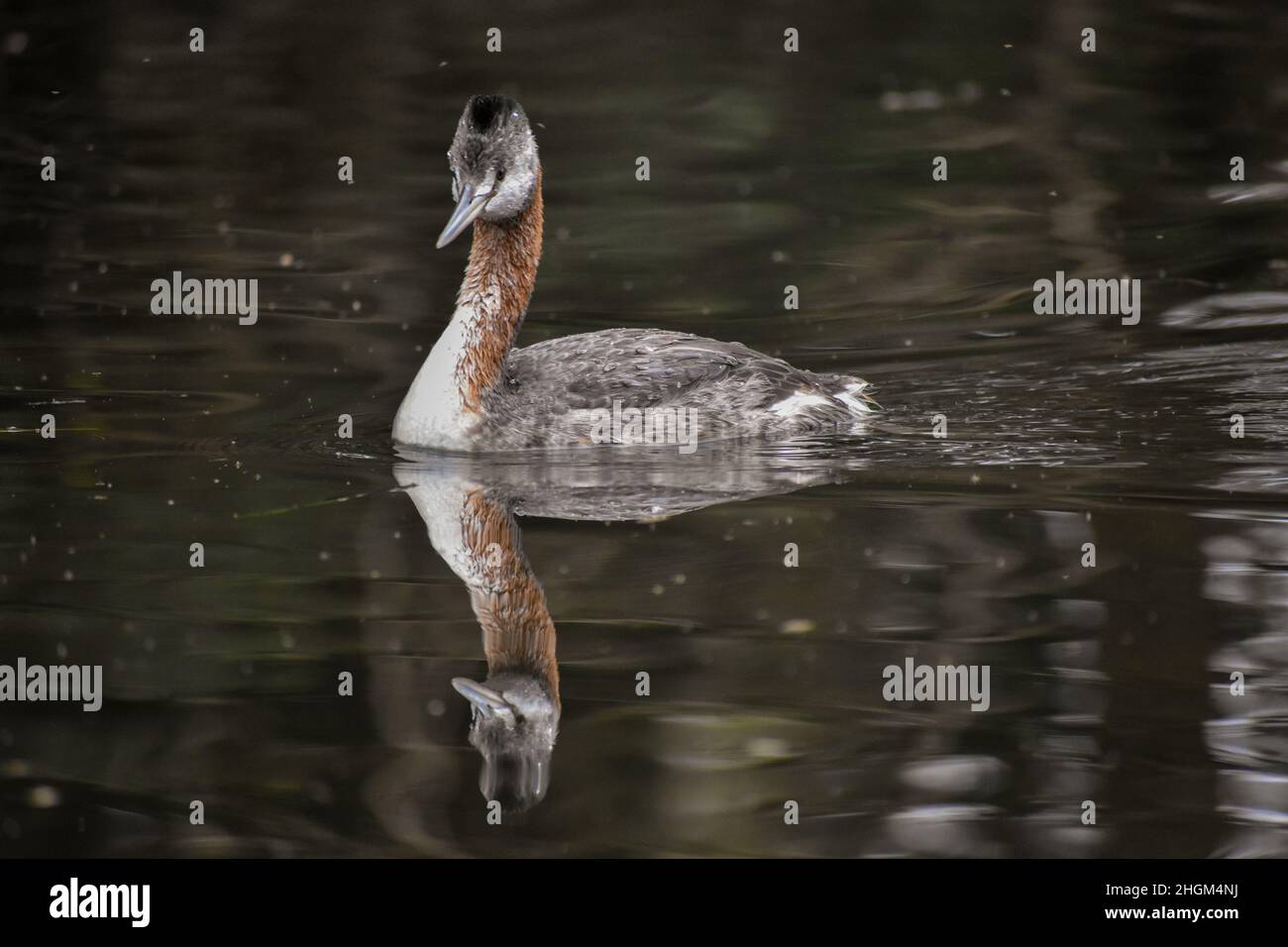great grebe (Podiceps major), the largest type of grebe in the world, seen at lago de las regatas in Buenos Aires Stock Photo