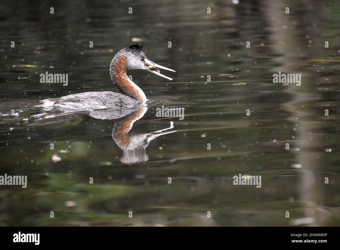 great grebe (Podiceps major), the largest type of grebe in the world, seen at lago de las regatas in Buenos Aires Stock Photo