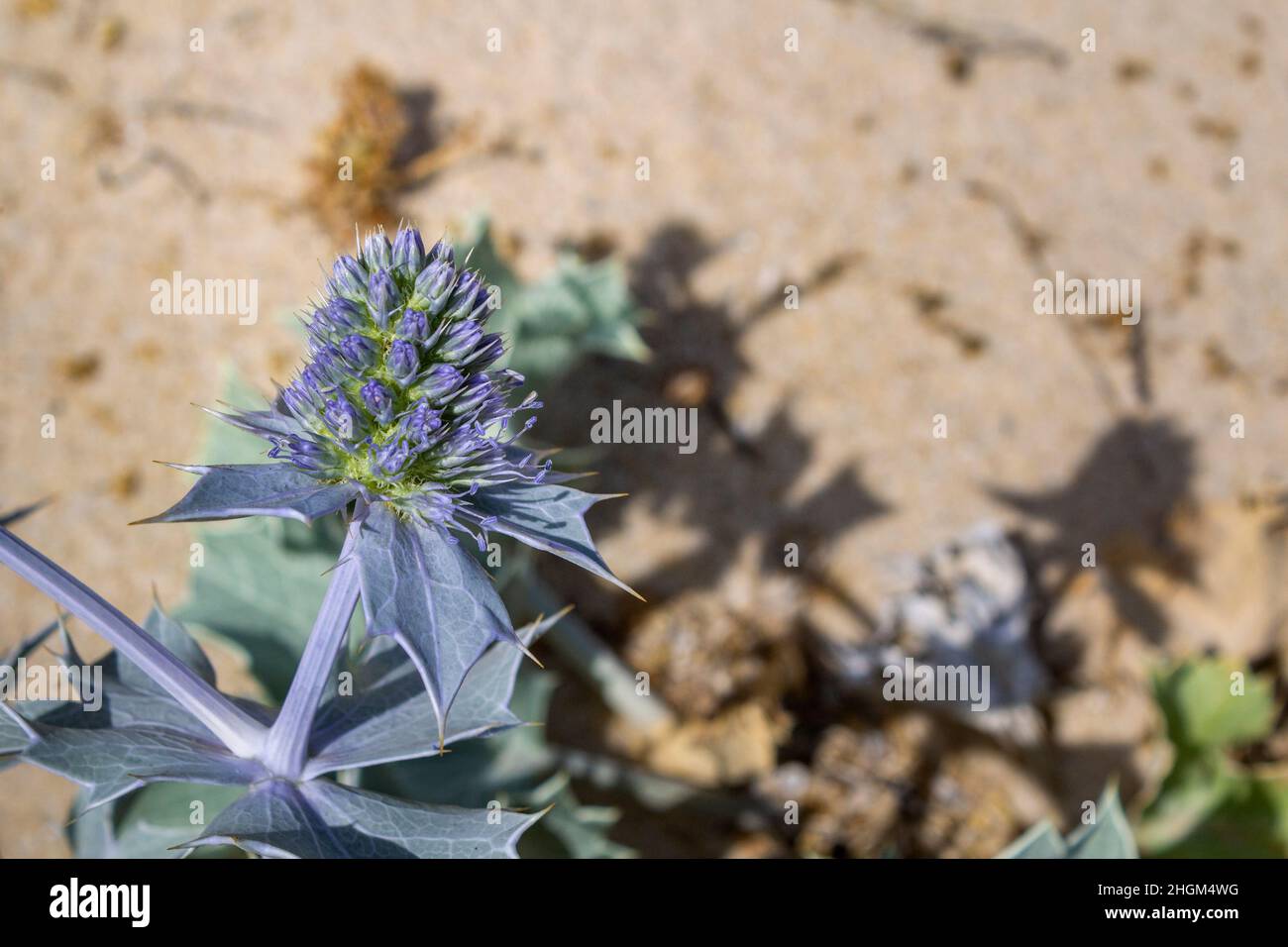 Eryngium maritimum, the sea holly or seaside eryngo, native to most European coastlines and although widespread, it is considered endangered in many a Stock Photo