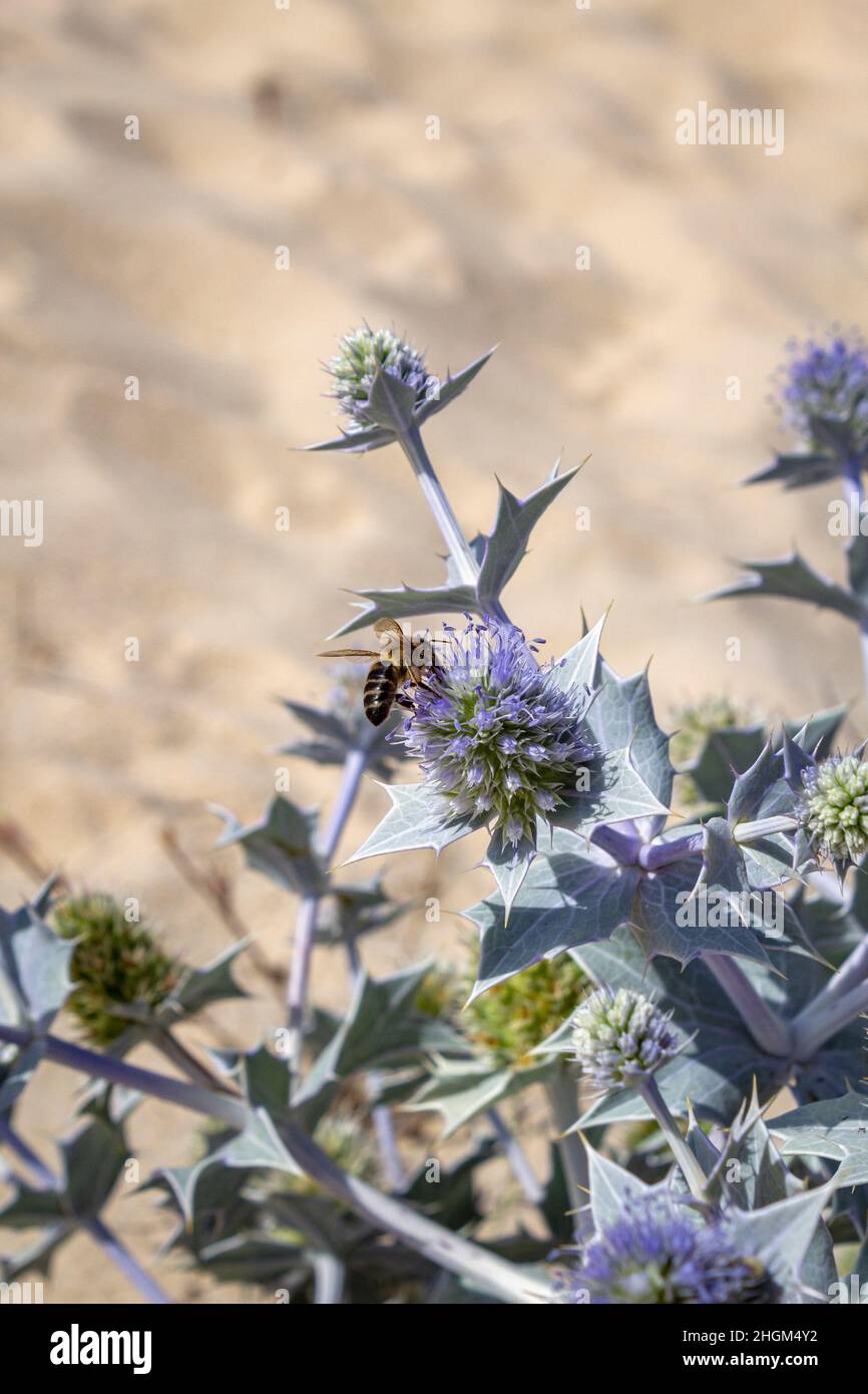 Eryngium maritimum, the sea holly or seaside eryngo, native to most European coastlines and although widespread, it is considered endangered in many a Stock Photo