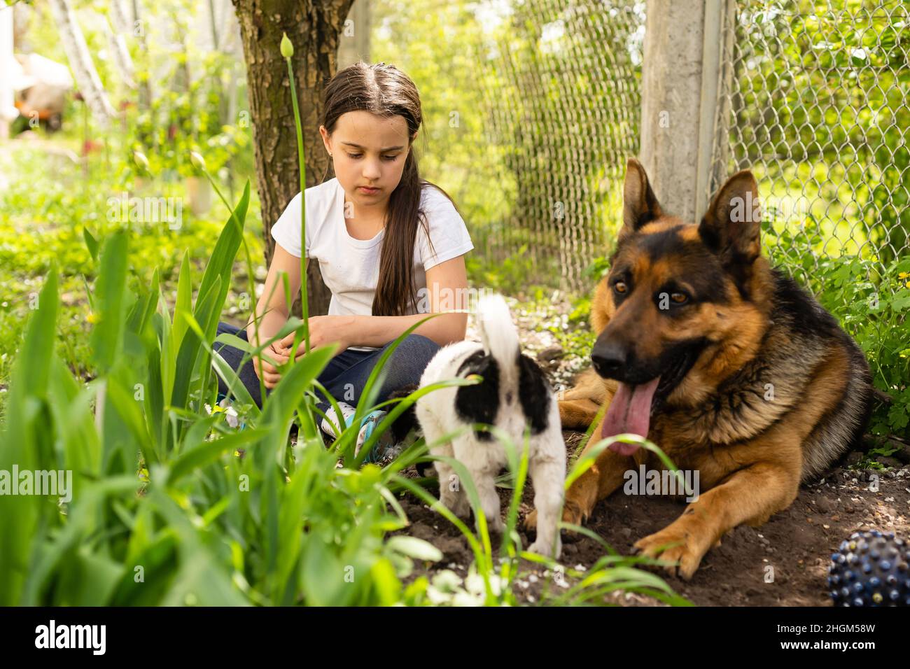 Puppy dogs playing hand hi-res stock photography and images - Page 2 - Alamy