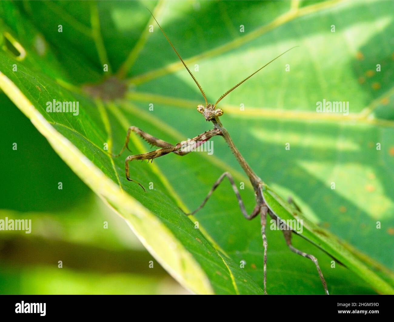 Closeup of a green Praying Mantis (Mantis religiosa) standing upright on leaf looking directly into camera against green background in Vilcabamba, Ecu Stock Photo