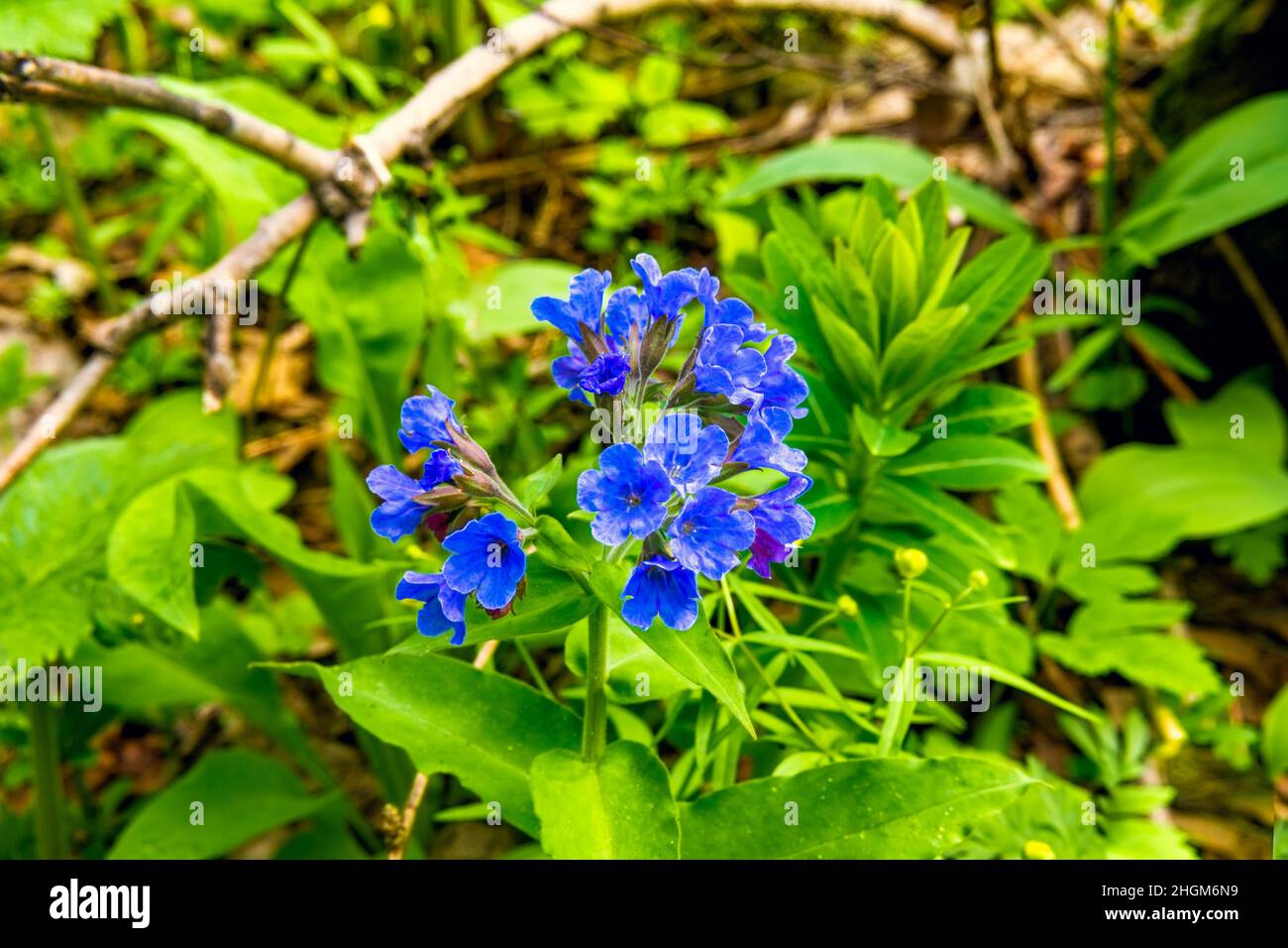 spring flower with pubescent leaves and stem blooms with bright blue and purple flowers collected in inflorescences - Lungwort medicinal plant and ear Stock Photo