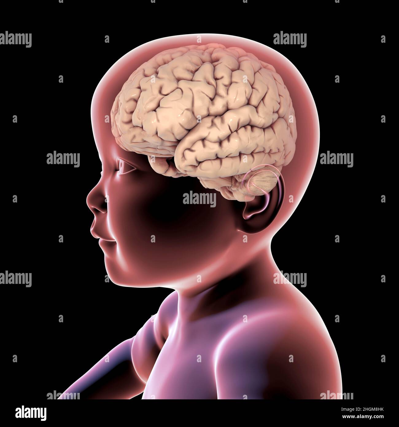 Baby's brain, illustration Stock Photo Alamy