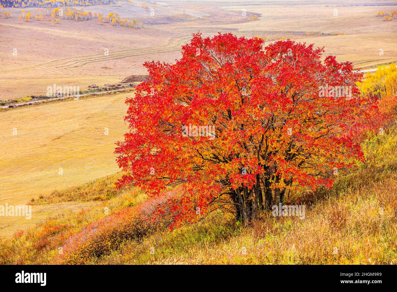 Colorful tree landscape in autumn.Autumn tree and leaves. Stock Photo