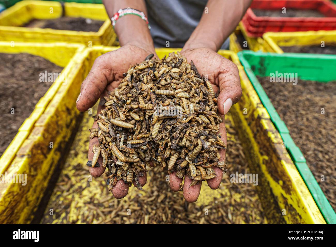 Fly Larvae Scientific Name Fly Larvae Scientific Name