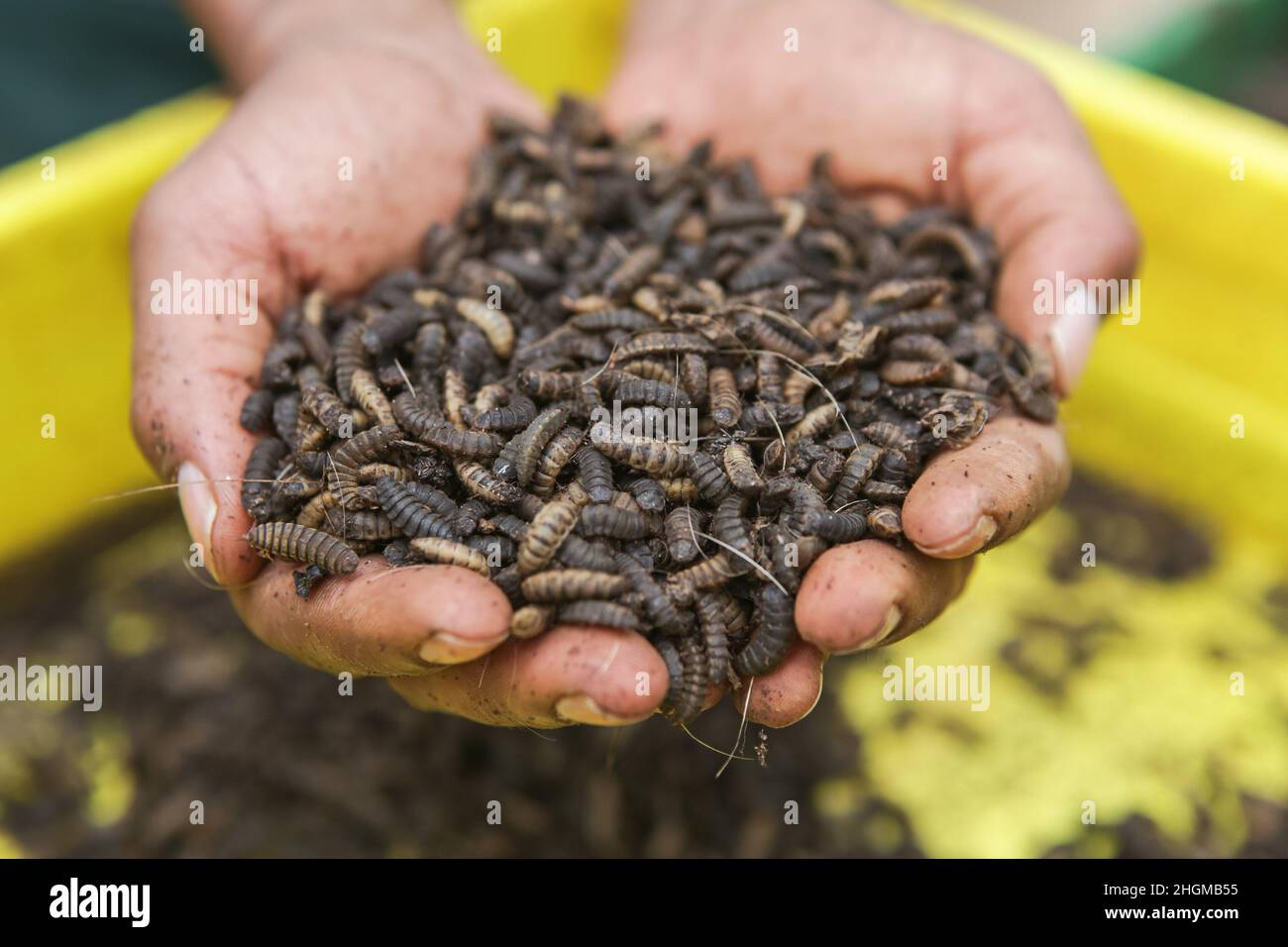Fresh Larvae and Pupa of Black Soldier fly, at the farm in Lower Kabete. Zihanga (meaning Zero Hunger) is a waste recycling farm of organic waste such as animal waste from slaughterhouses and market food waste that feeds the waste to Black Soldier Flies (Scientific name: Hermetia illucens) in turn producing animal protein and rich organic compost. The farm employs 6 young men and offers trainings for farmers about Black Soldier Fly farming. Stock Photo