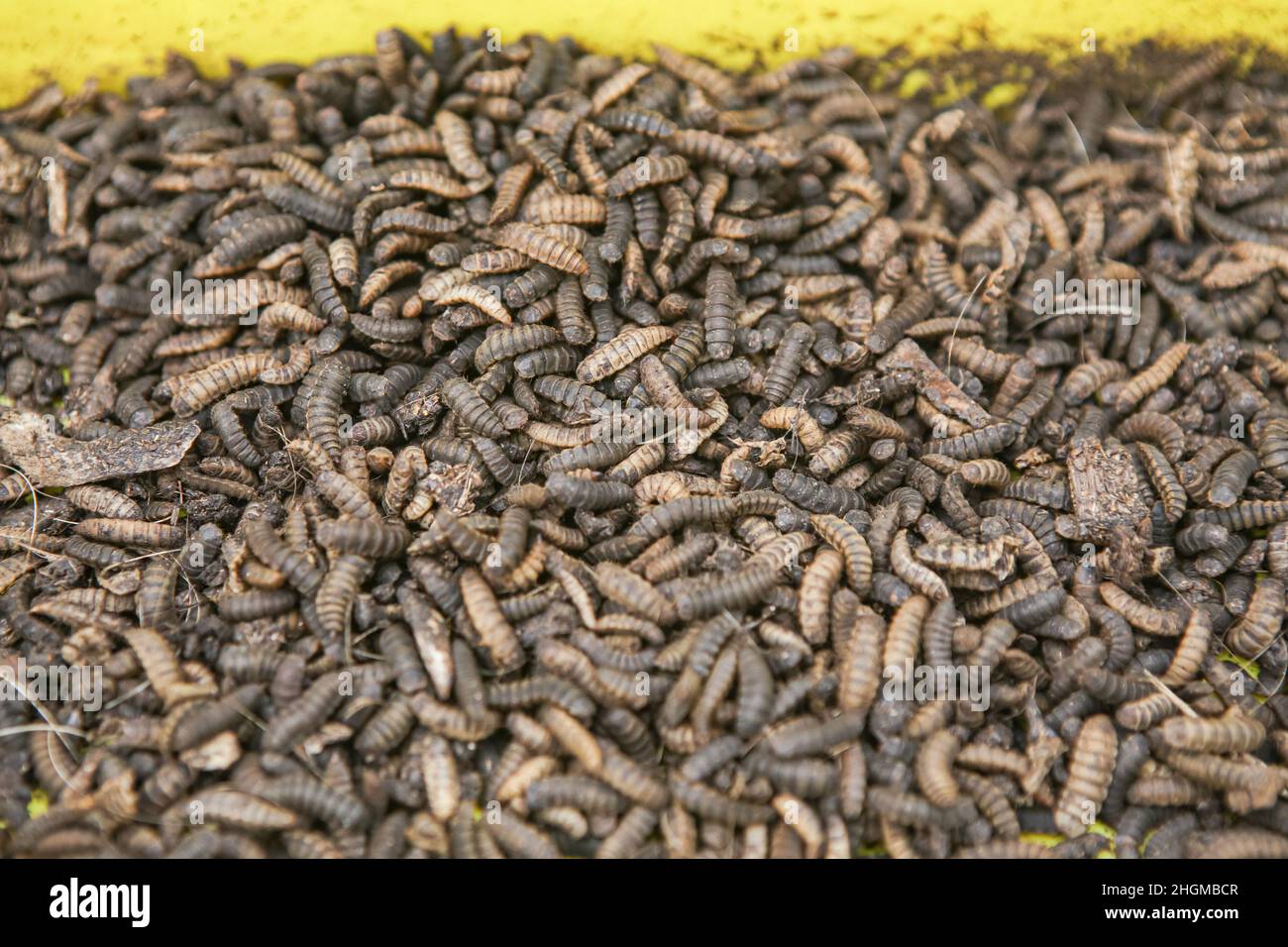 Kiambu County, Kenya. 19th Jan, 2022. Fresh Larvae and Pupa of Black Soldier fly, at the farm in Lower Kabete. Zihanga (meaning Zero Hunger) is a waste recycling farm of organic waste such as animal waste from slaughterhouses and market food waste that feeds the waste to Black Soldier Flies (Scientific name: Hermetia illucens) in turn producing animal protein and rich organic compost. The farm employs 6 young men and offers trainings for farmers about Black Soldier Fly farming. (Photo by Boniface Muthoni/SOPA Images/Sipa USA) Credit: Sipa USA/Alamy Live News Stock Photo