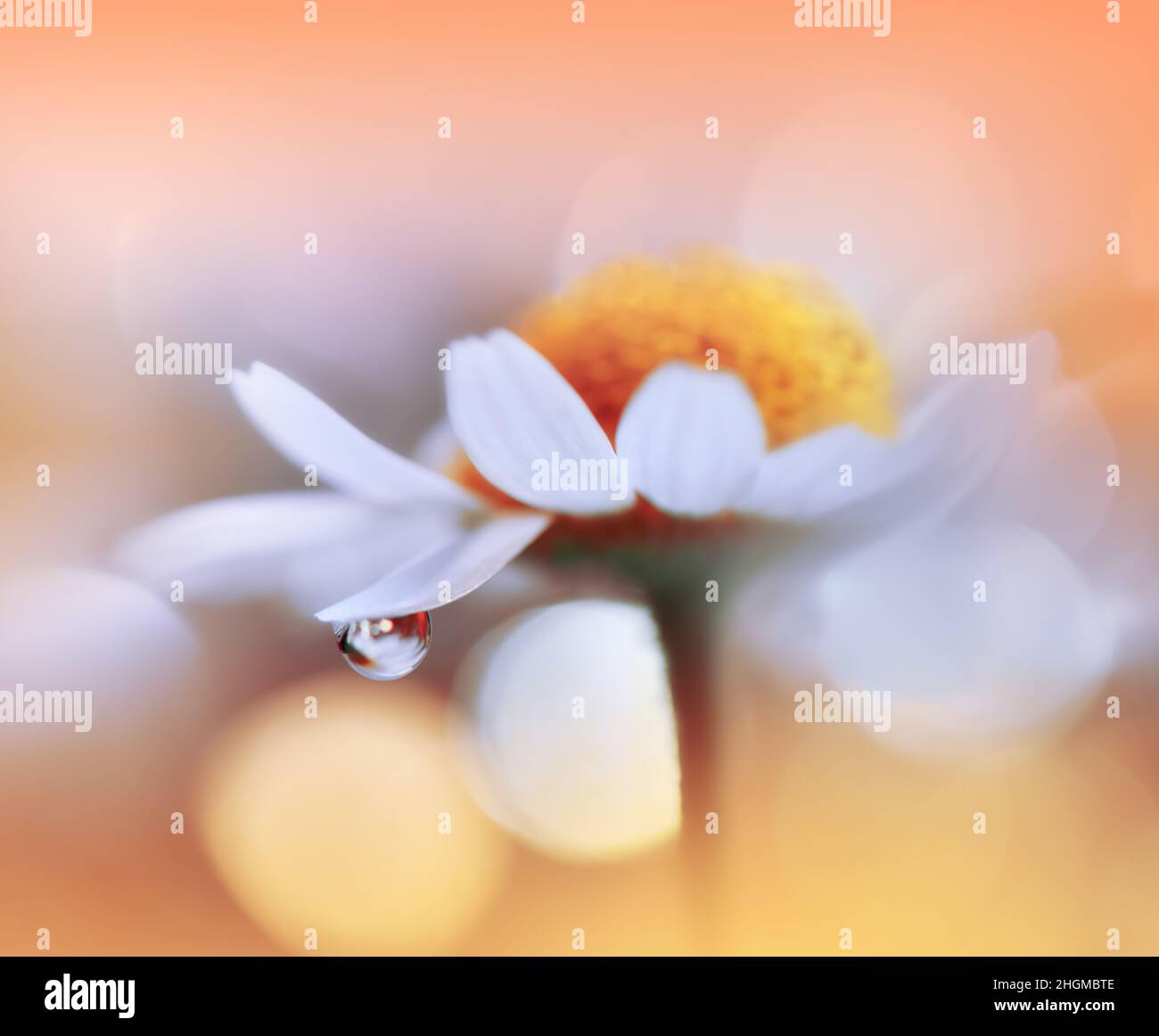 Beautiful Macro Photo.Dream Flowers.Border Art Design.Magic Light.Close up Photography.Conceptual Abstract Image.Yellow and Orange Background.Drops. Stock Photo