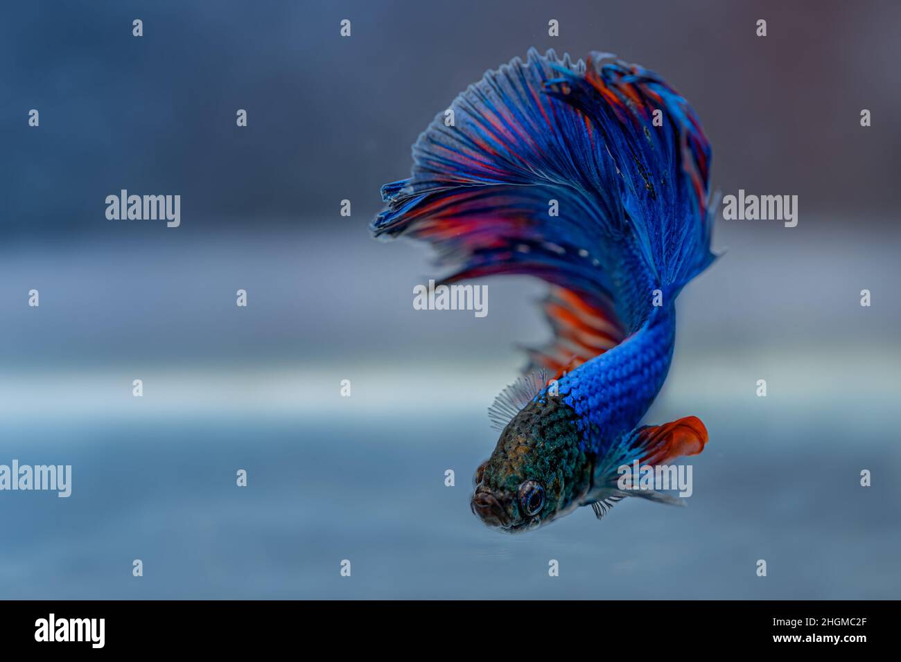 Little betta fish hot sale