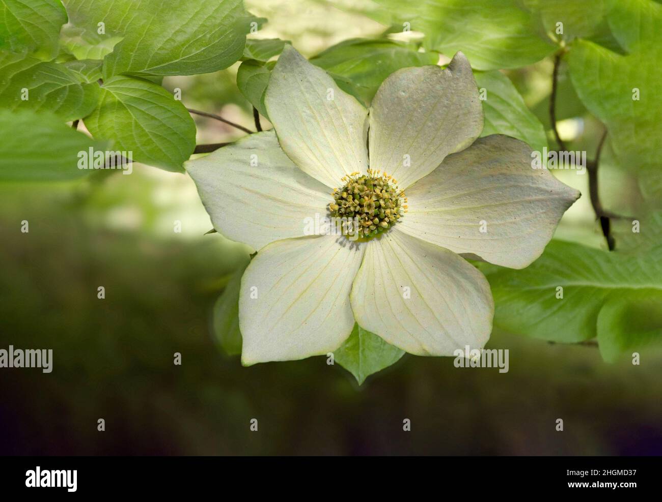 Dogwood flower buds hires stock photography and images Alamy