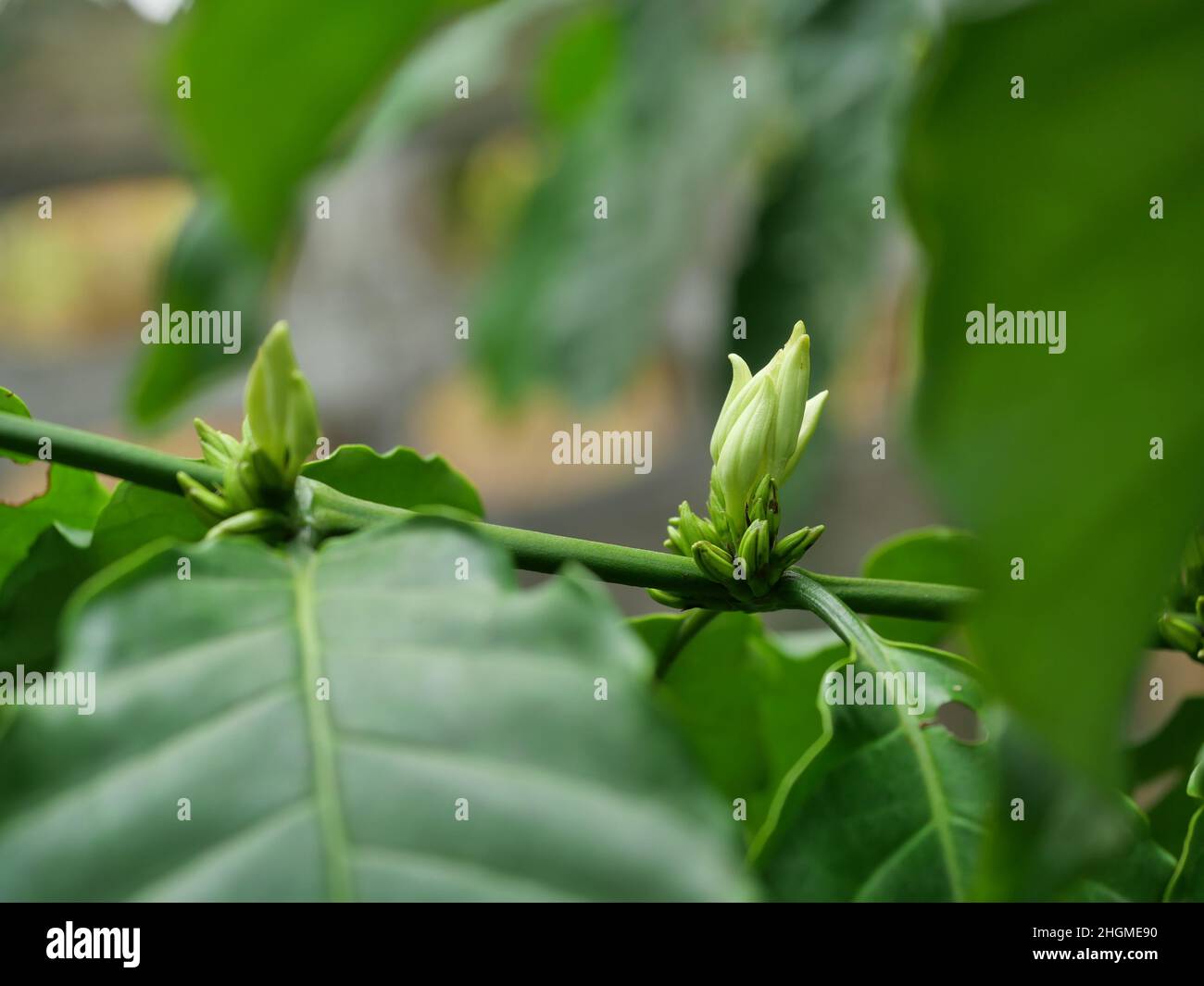 Young Coffee Trees Conilon Robusta Coffea Stock Photo 2347630213