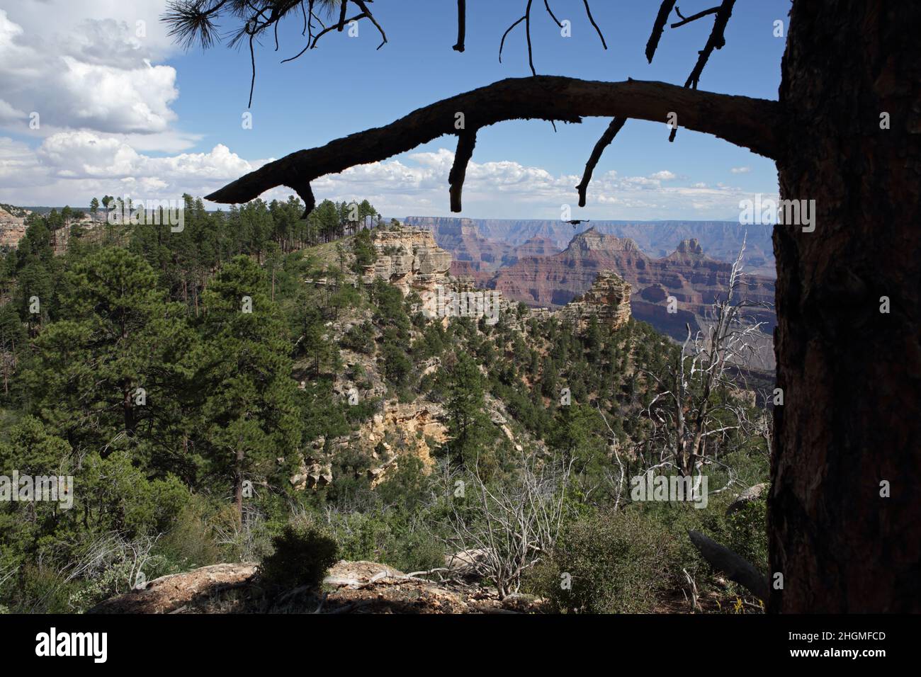 View from the North Rim of the Grand Canyon at Widforss Point framed by a pine tree Stock Photo