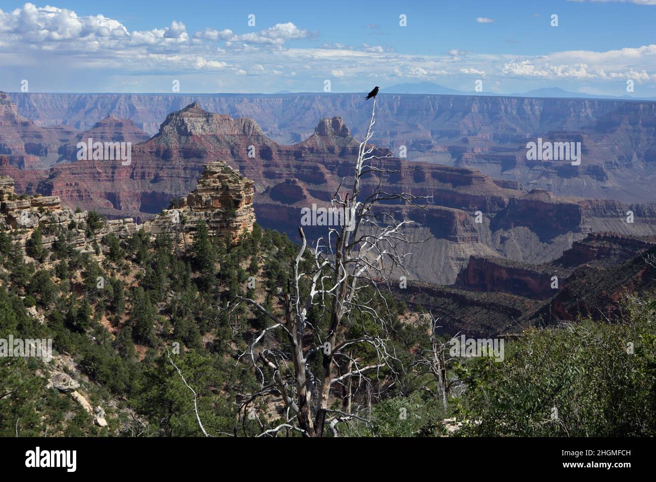 View from the North Rim of the Grand Canyon at Widforss Point. One of the crows that lives in the area perches on a dead pine tree in the foreground Stock Photo
