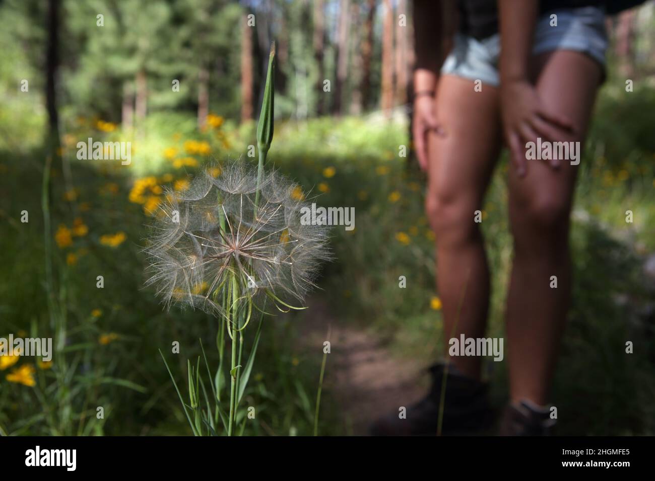 A female hiker walking along the North Rim Widforss Point hiking trail to the Grand Canyon stops to look at a dandelion seedhead Stock Photo