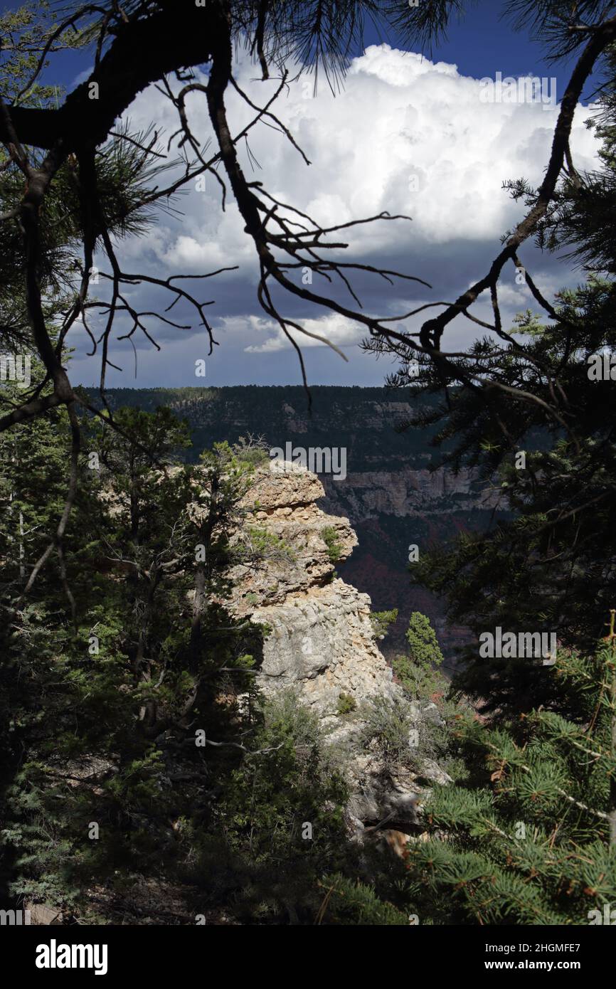 View looking down into the Grand Canyon framed by pine trees from the North Rim Widforss Point hiking trail Stock Photo