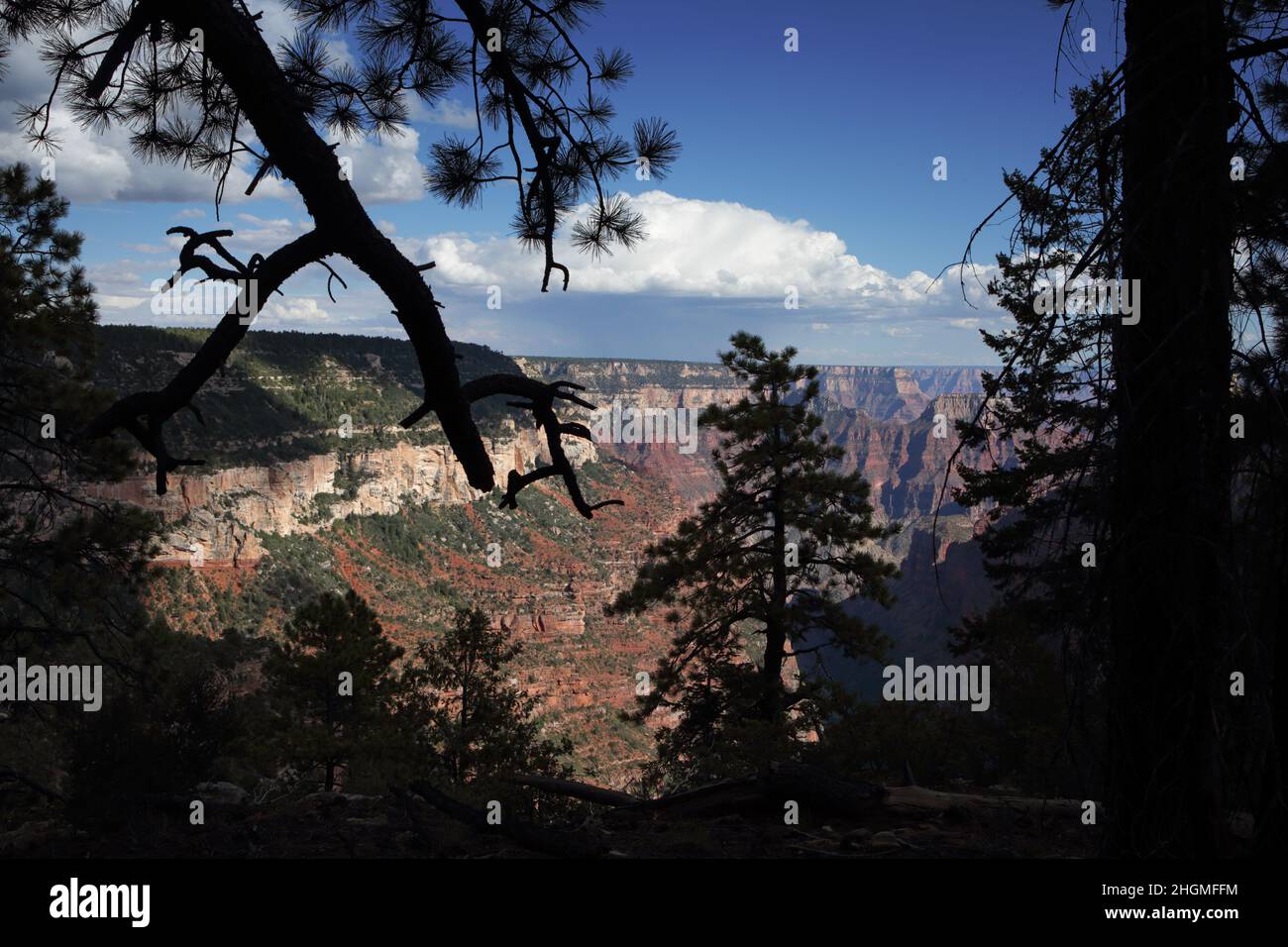 View of eroded red sandstone layers down in the Grand Canyon framed by pine trees seen from the North Rim Widforss Point hiking trail Stock Photo