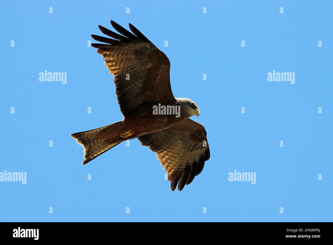 A yellow-billed kite (Milvus aegyptius) in flight against a clear blue sky, South Africa Stock Photo
