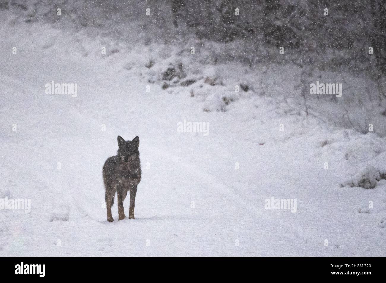 A wild Grey Wolf (Canis lupus) into its natural habitat. Bieszczady Mounains, the Carpathians, Poland. Stock Photo