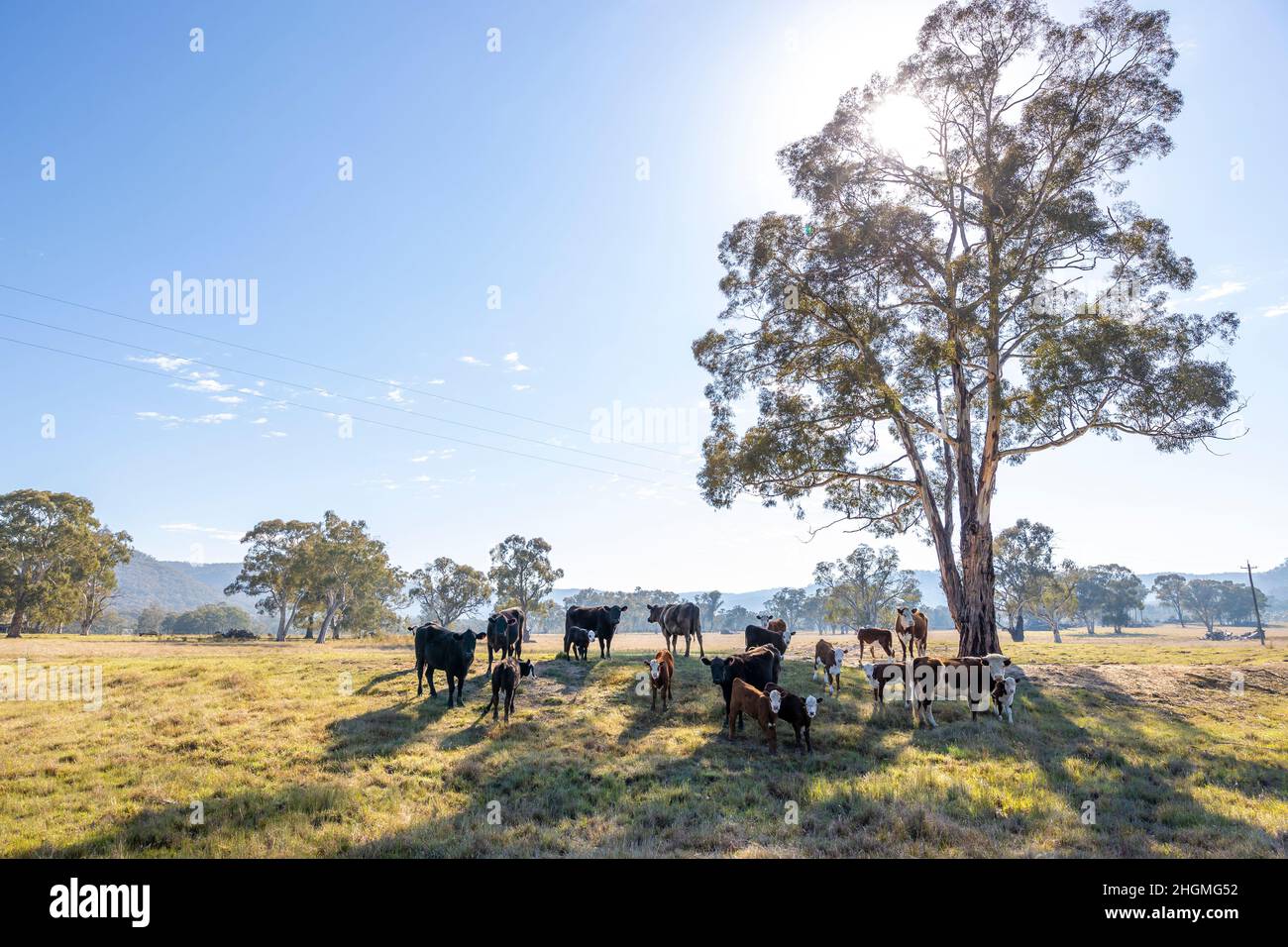 Farm animals cows calves hi-res stock photography and images - Alamy