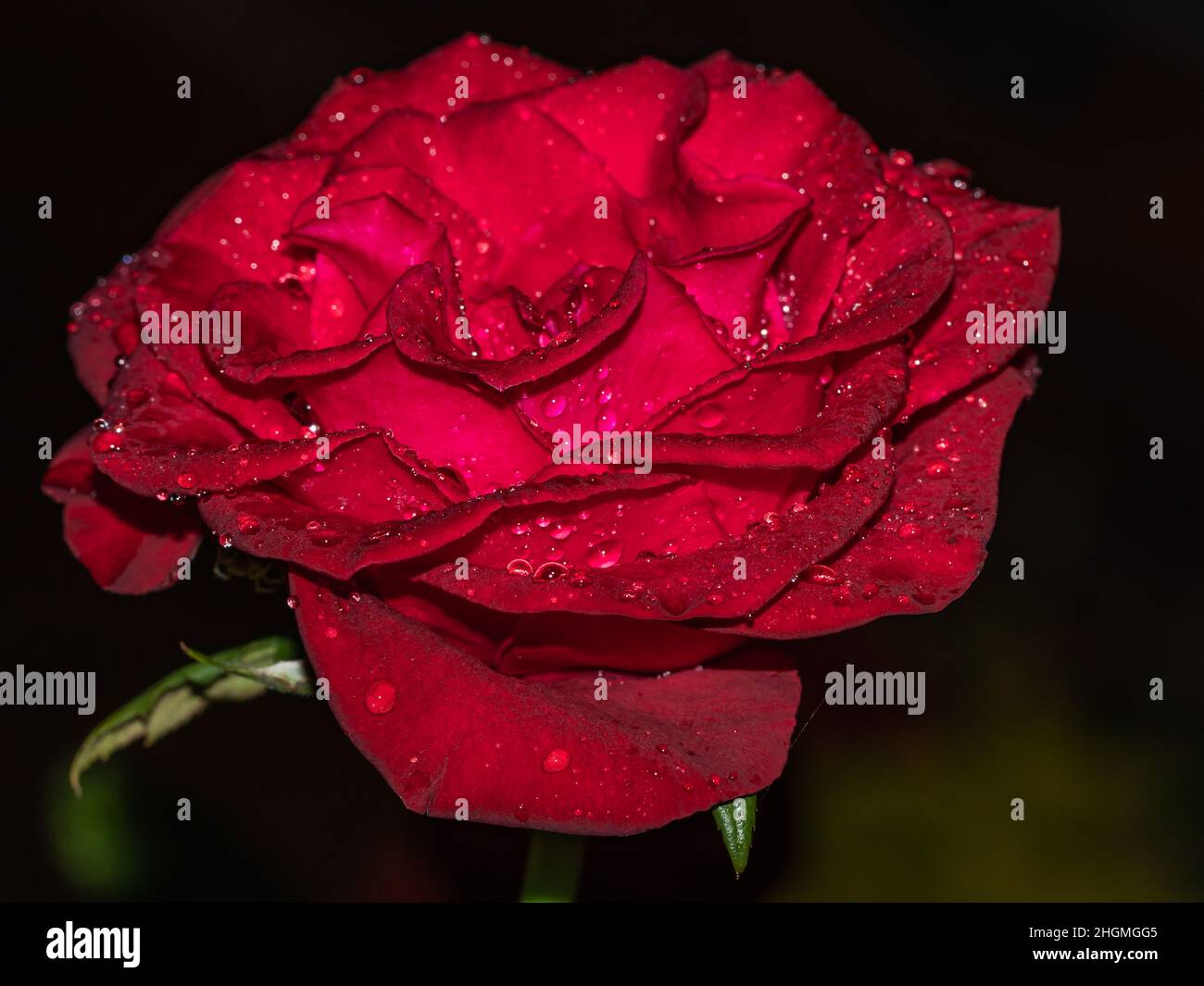 Beautiful Rose Flower Isolated on Black Background Stock Photo