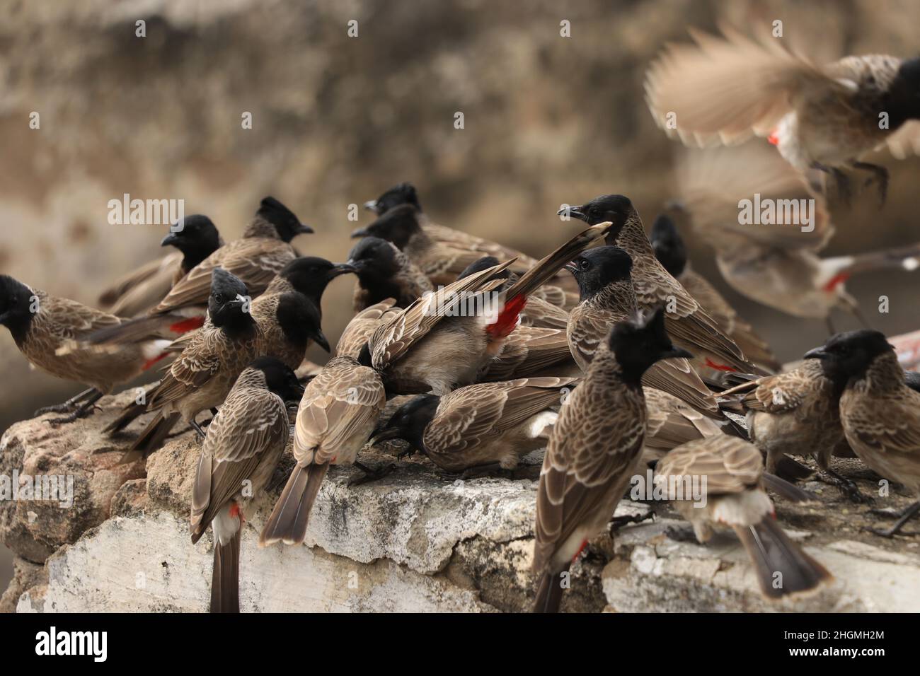 bulbul birds sitting on wall. Stock Photo