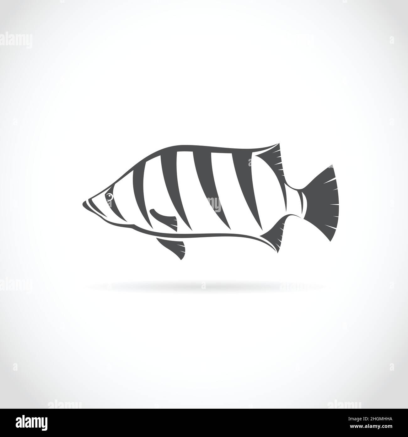 Vector of a fish (Siamese tiger fish) on white background. Easy editable layered vector illustration. Stock Vector