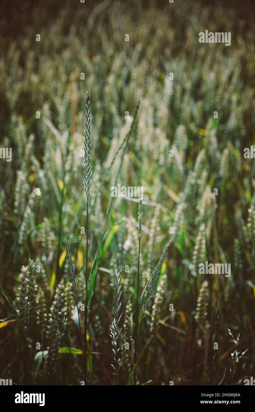 Agricultural fields with cereal crops Stock Photo Alamy