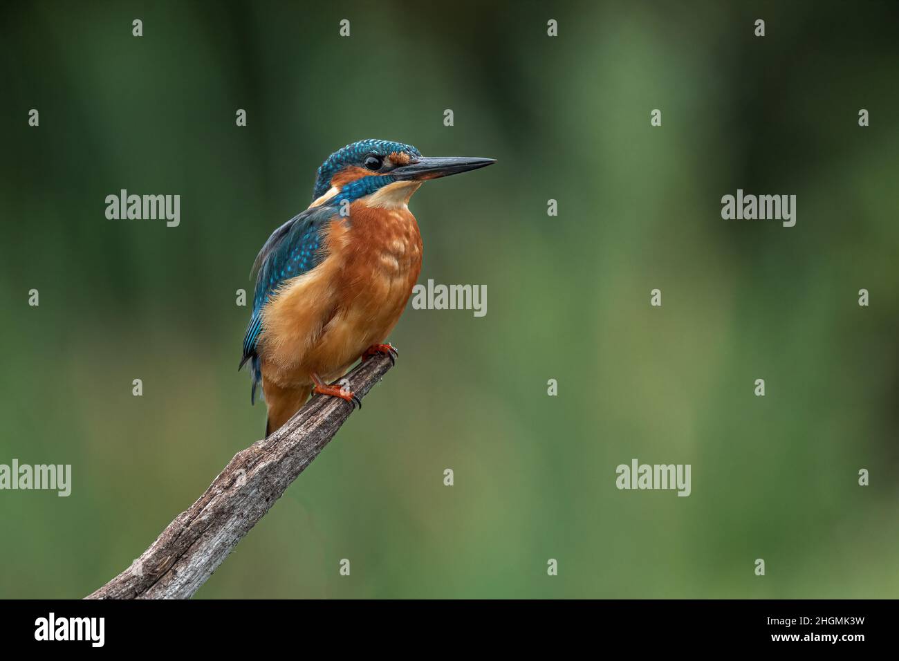 A portrait of a kingfisher perched on a wooden branch with a plain out of focus background Stock Photo