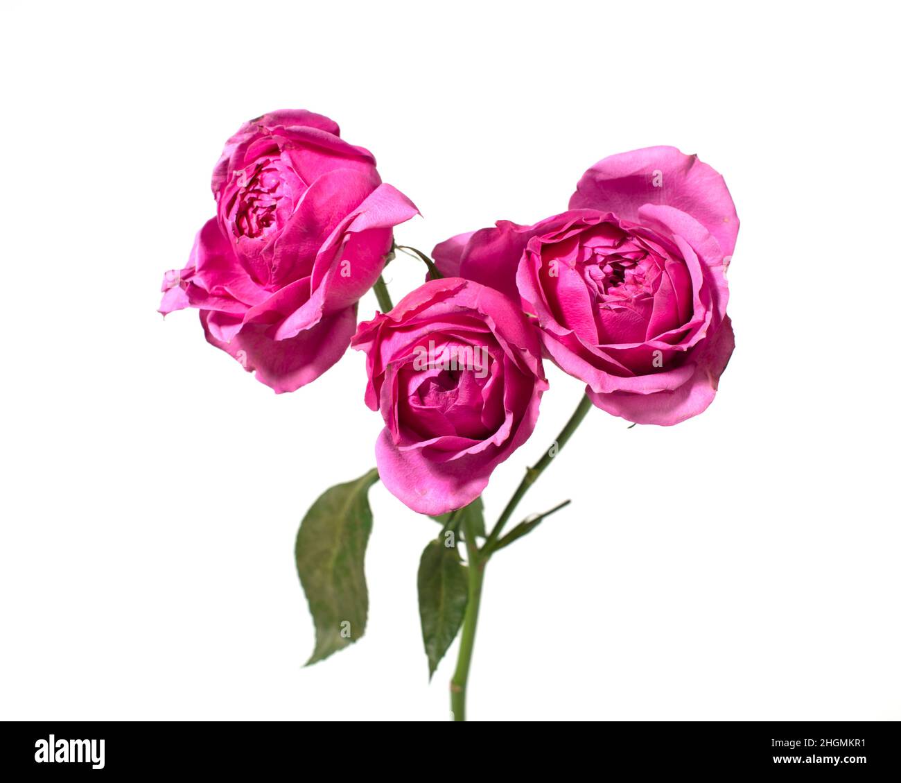Pink rose flowers isolated on white background Stock Photo - Alamy