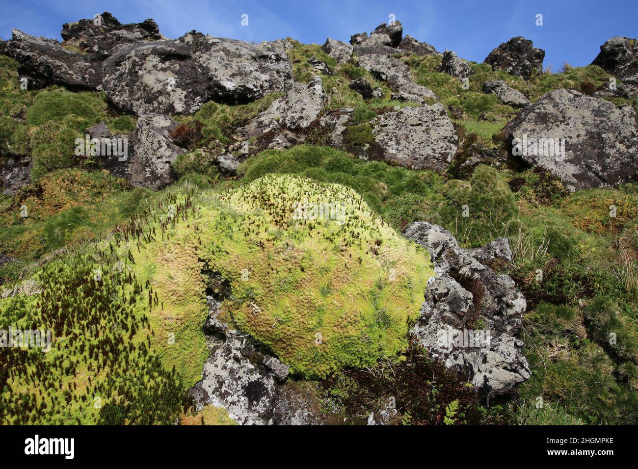 Vegetation der Azoren Insel Corvo, vegetation of the azores island corvo Stock Photo