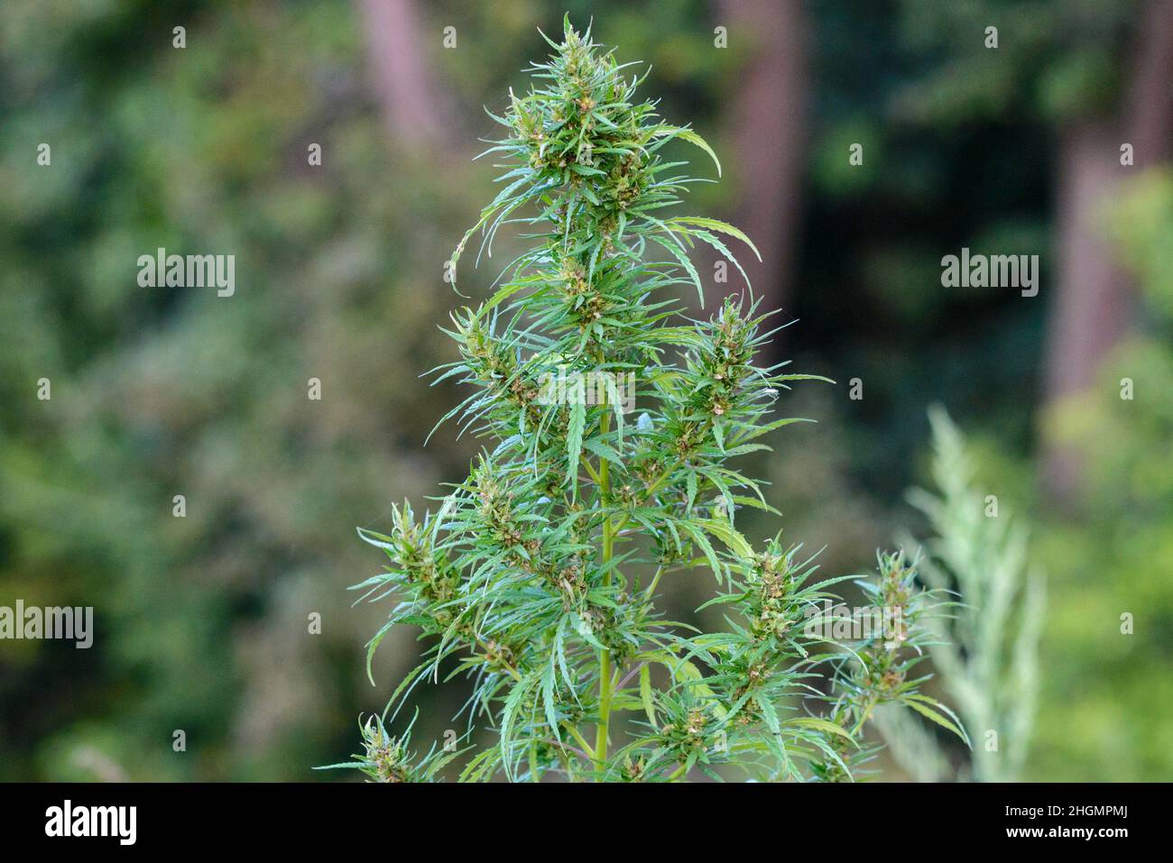Bush Flowering herb hemp with seeds. Concept breeding of marijuana, cannabis, legalization. Stock Photo
