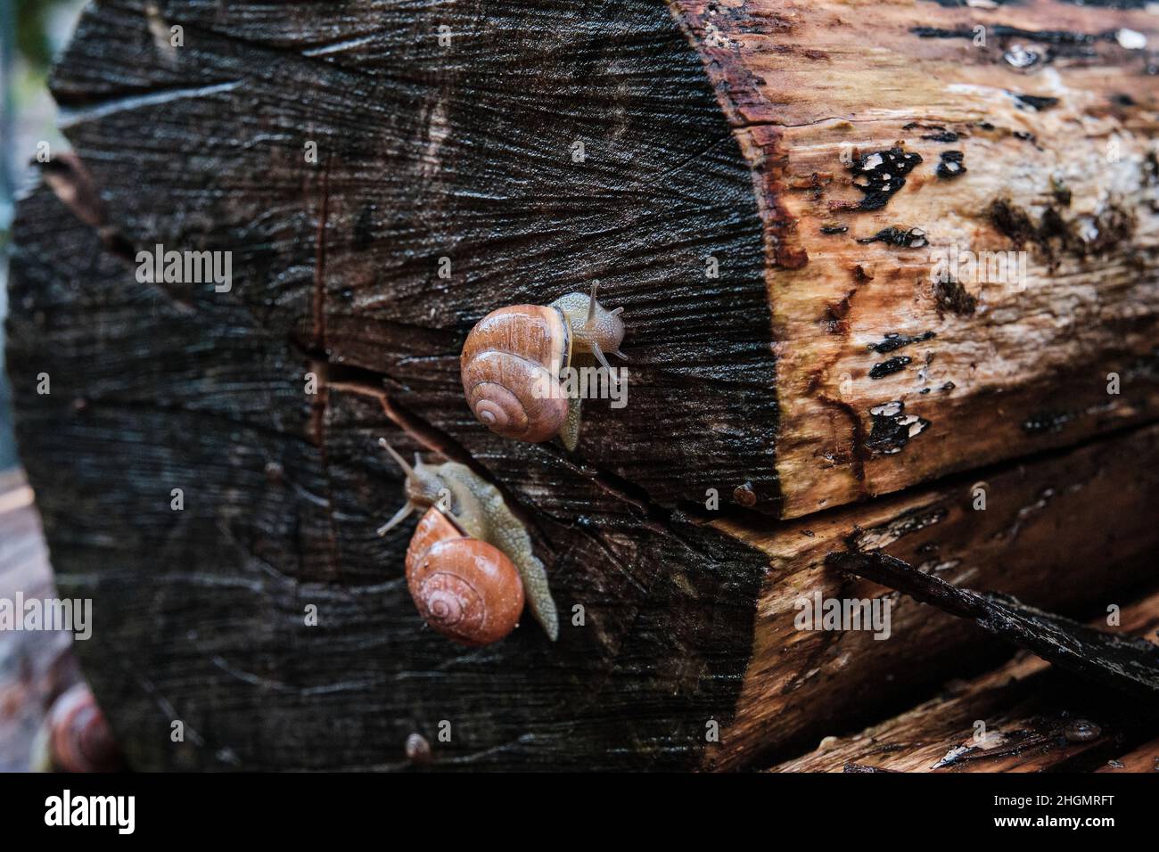 small and slimy garden snails crawling on an old piece of wood at a very slow pace Stock Photo