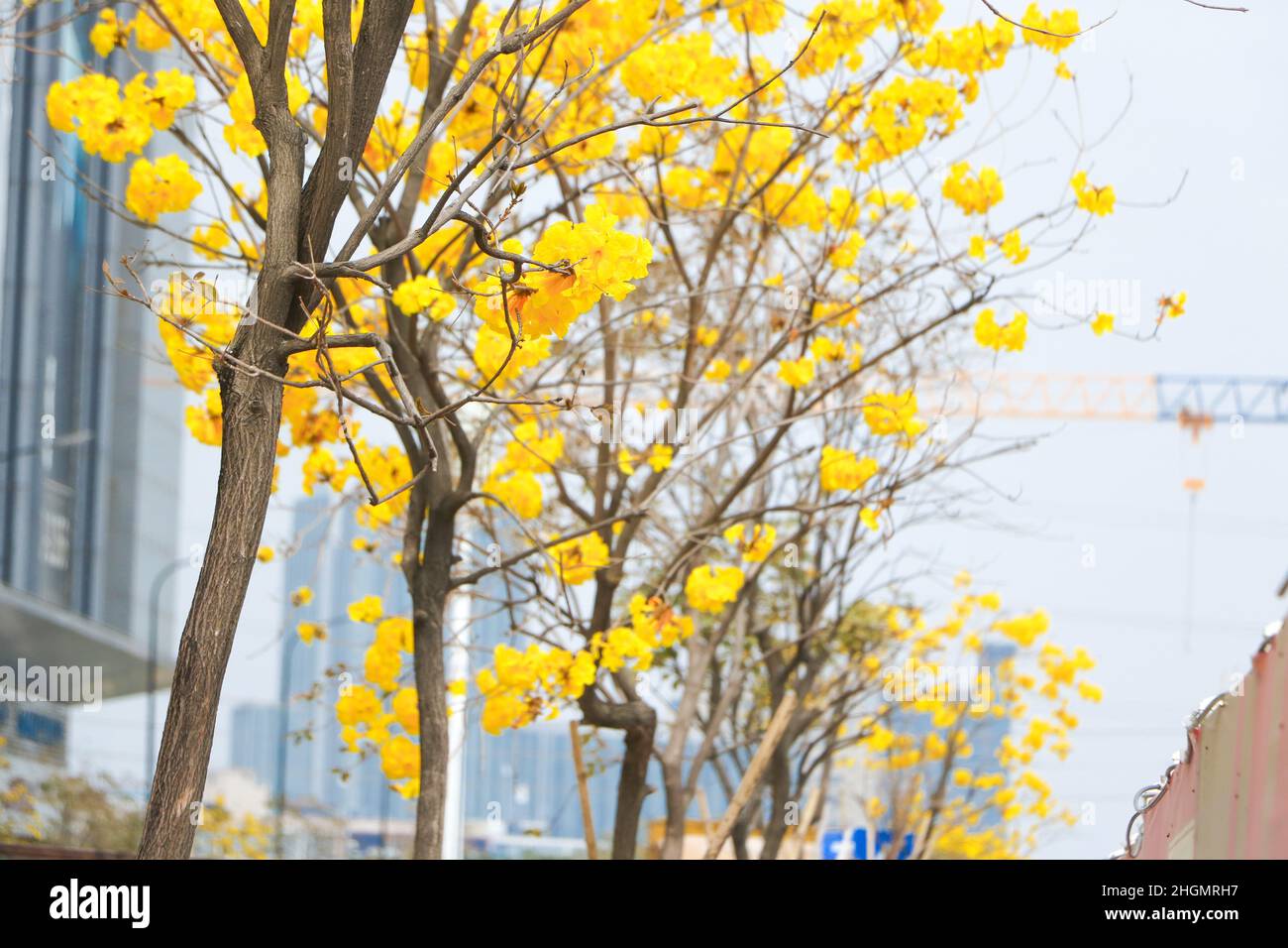 Beautiful golden trumpet tree ( Tabebuia chrysantha, Handroanthus chrysanthus, Golden Tree, Yellow Pui ) blooming in Spring, zhongsha, Guangdong, Chin Stock Photo