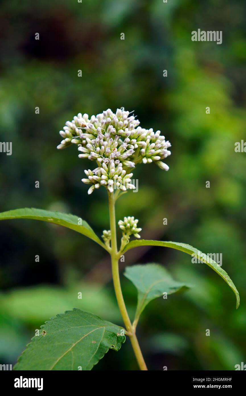 Wildflower flower white hi-res stock photography and images - Alamy