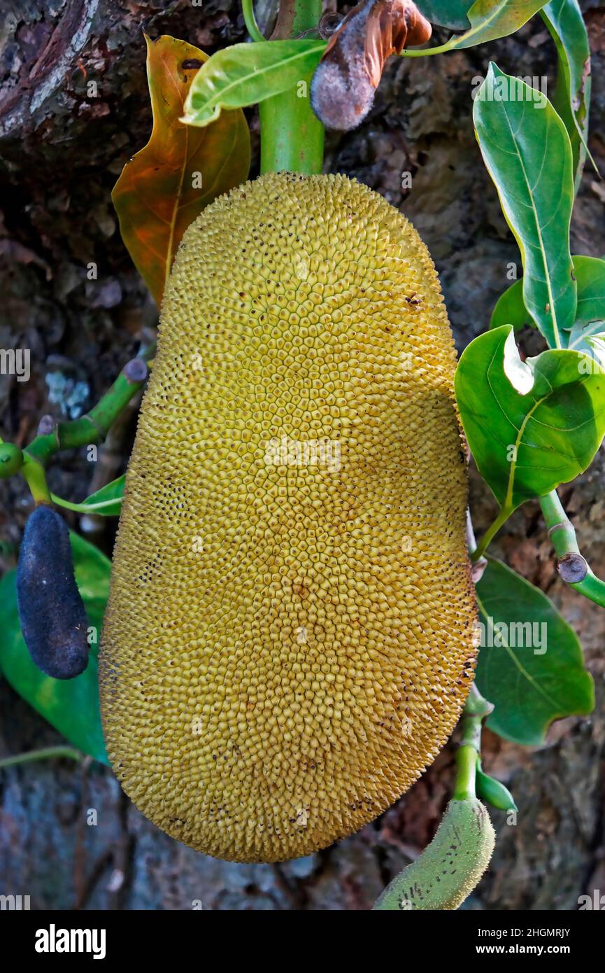 Jackfruit on tree (Artocarpus heterophyllus) Stock Photo