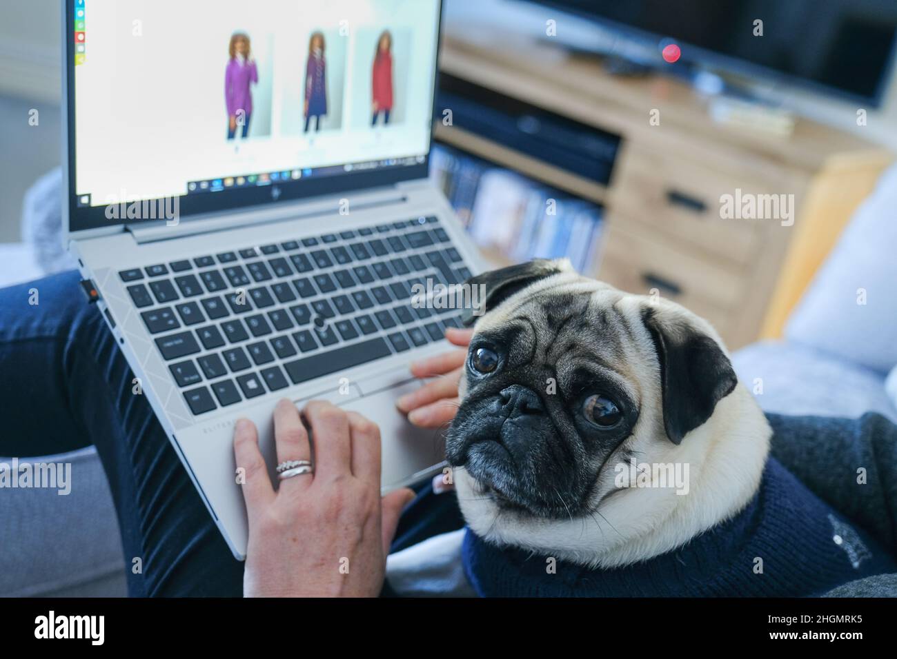Pug sitting next to woman with head on laptop Stock Photo