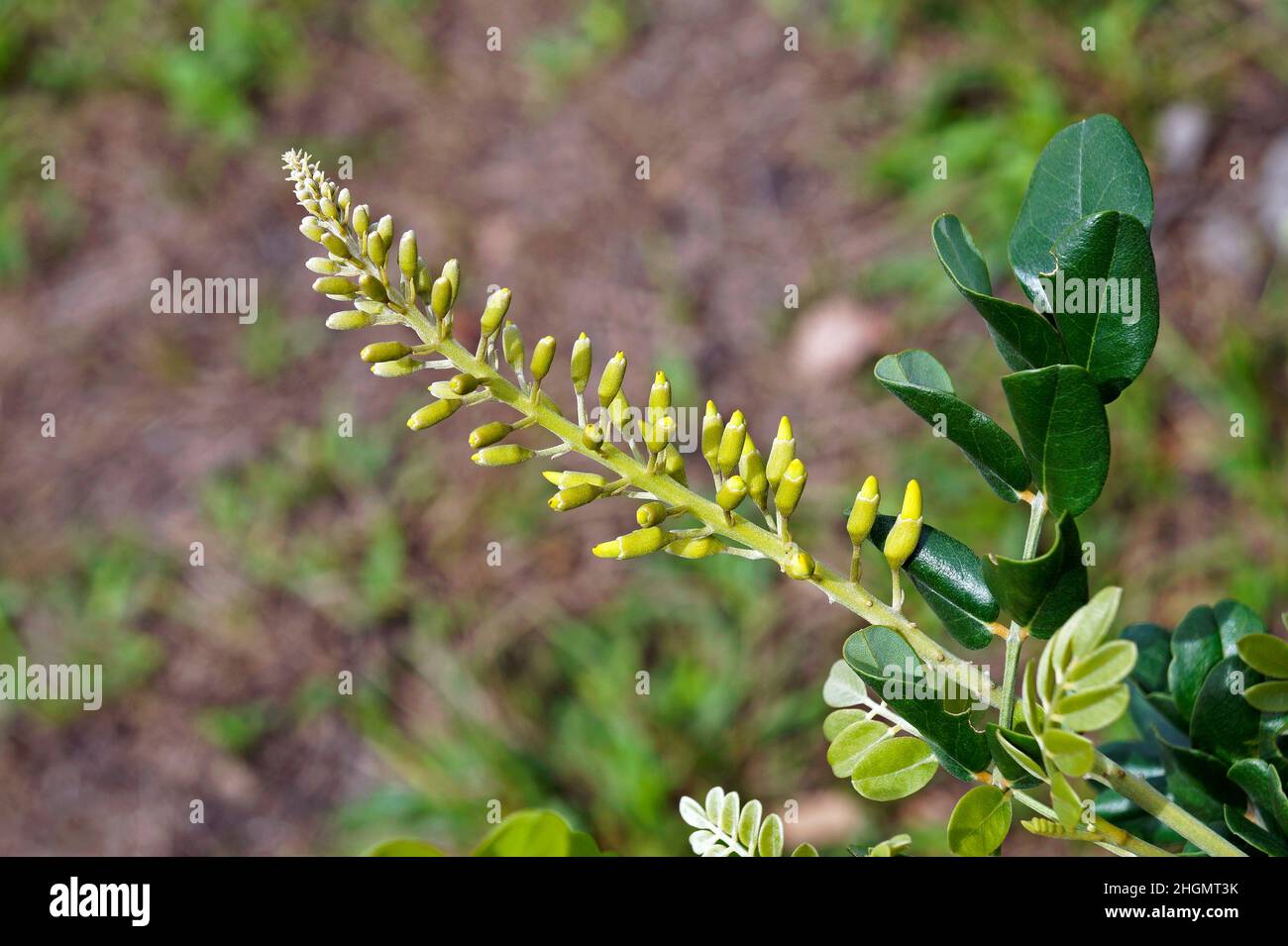 Yellow necklacepod bud flowers (Sophora tomentosa) on tropical forest, Rio de Janeiro Stock Photo