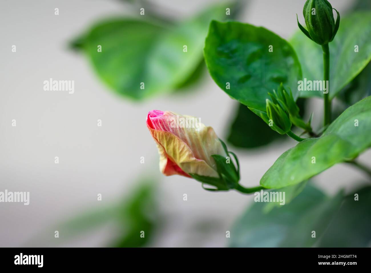 Pink hibiscus flower photo hi-res stock photography and images - Alamy